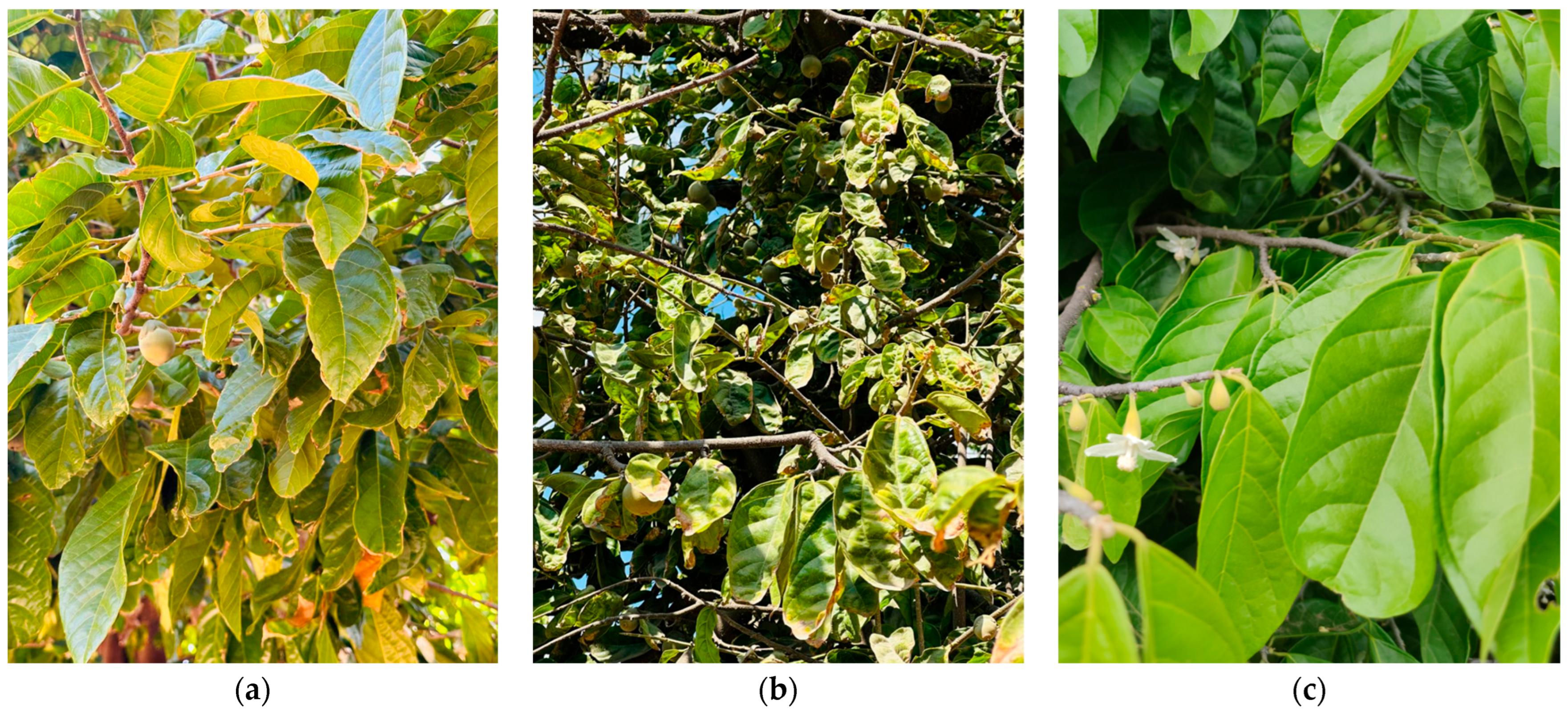 Sustainability 18 01630 g011