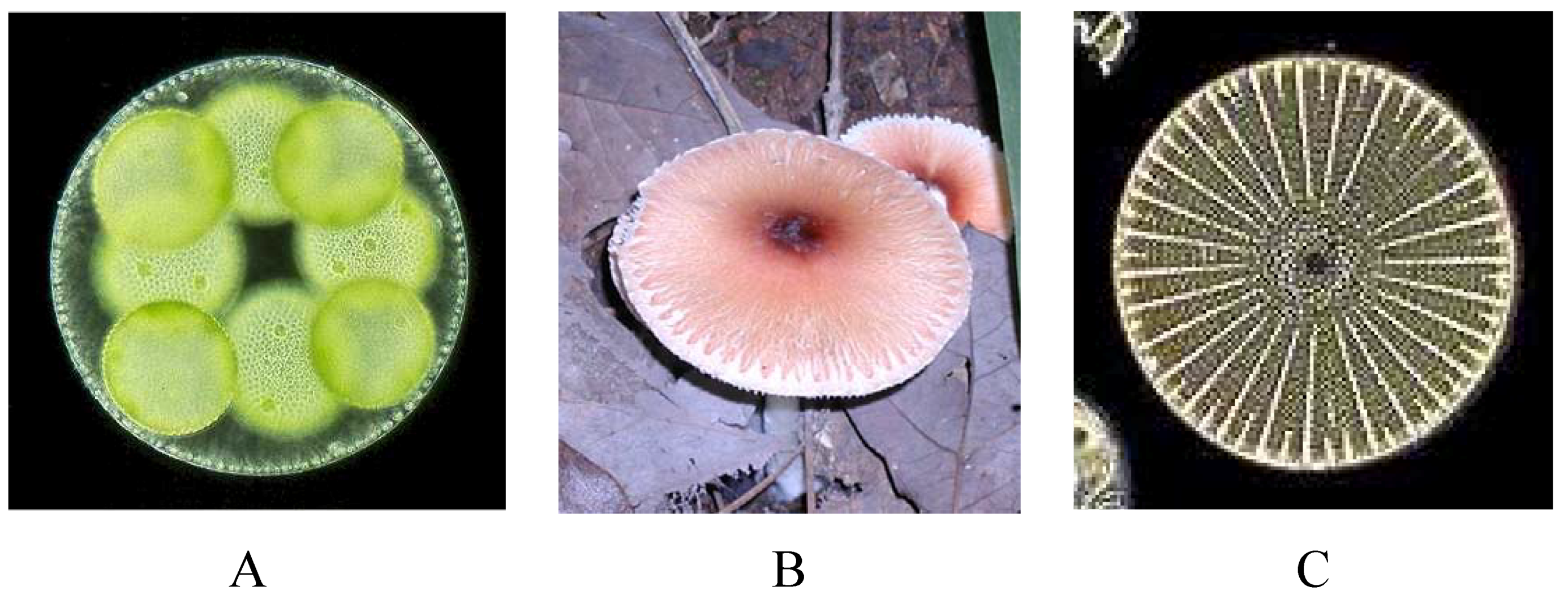 Symmetry 02 00466 g001