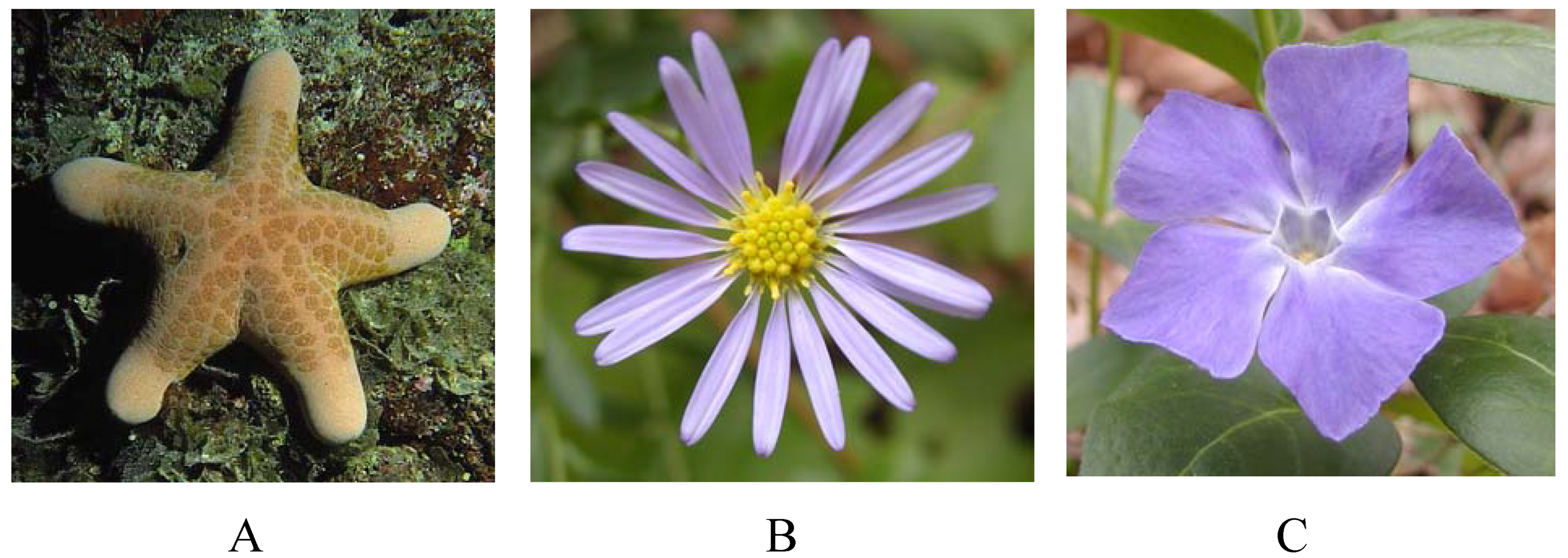 Symmetry 02 00466 g002