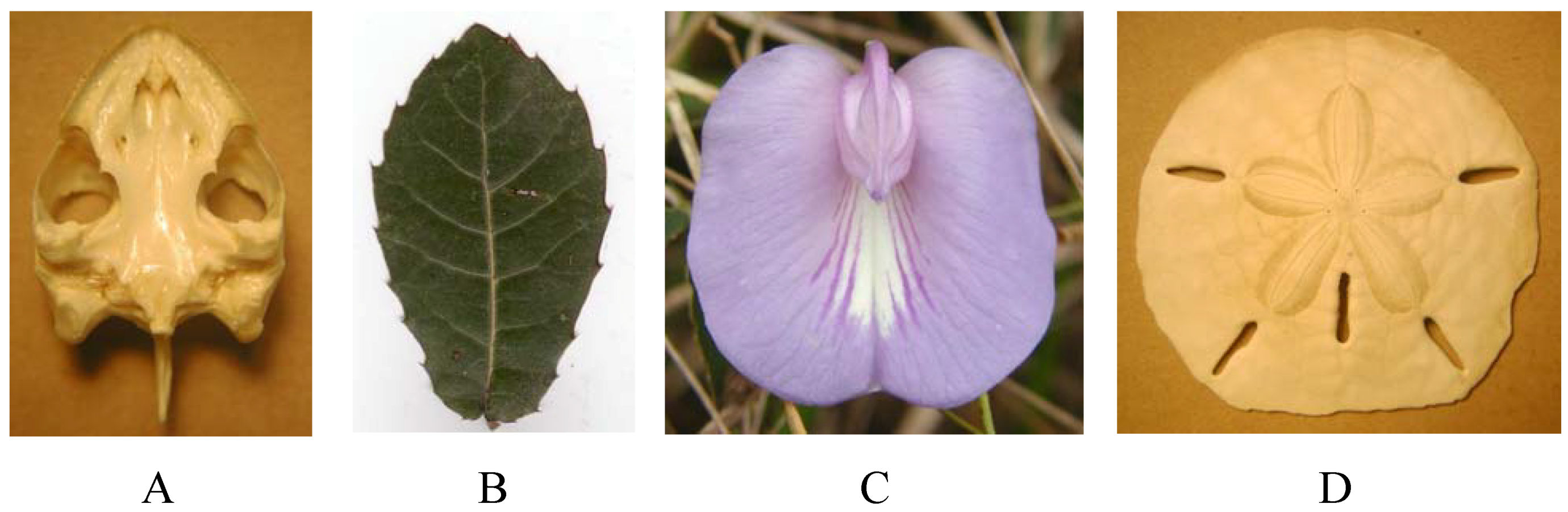 Symmetry 02 00466 g003