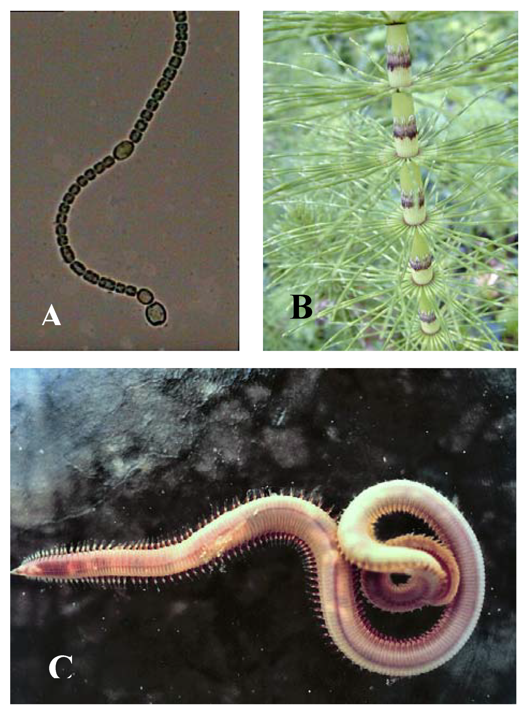 Symmetry 02 00466 g004