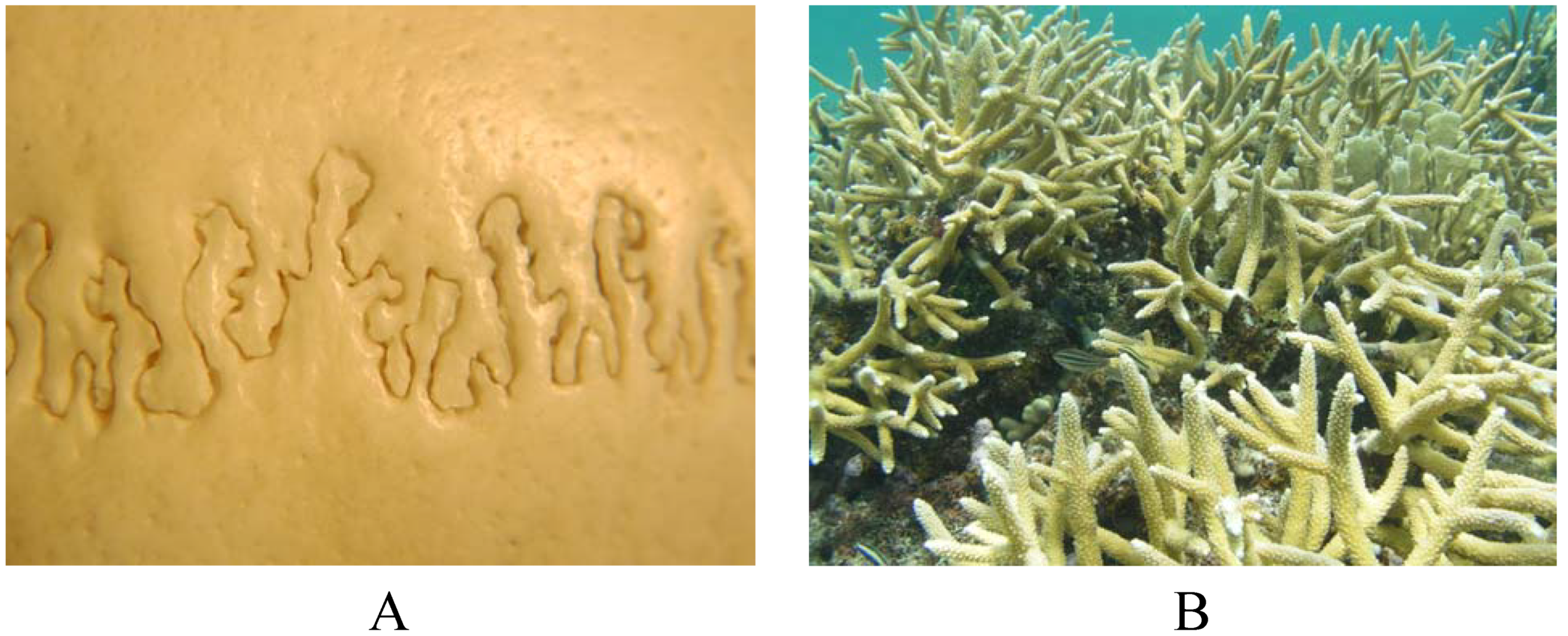 Symmetry 02 00466 g006