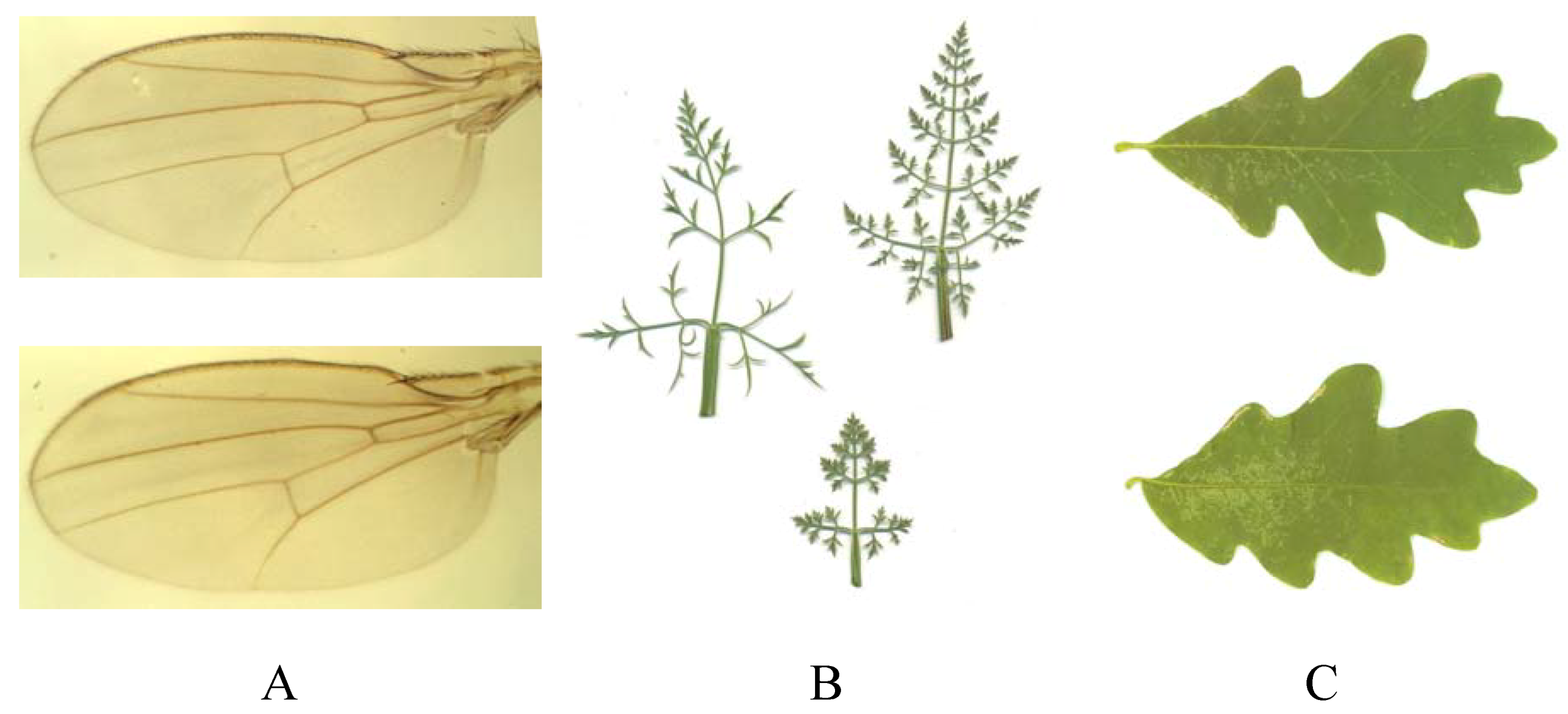 Symmetry 02 00466 g008