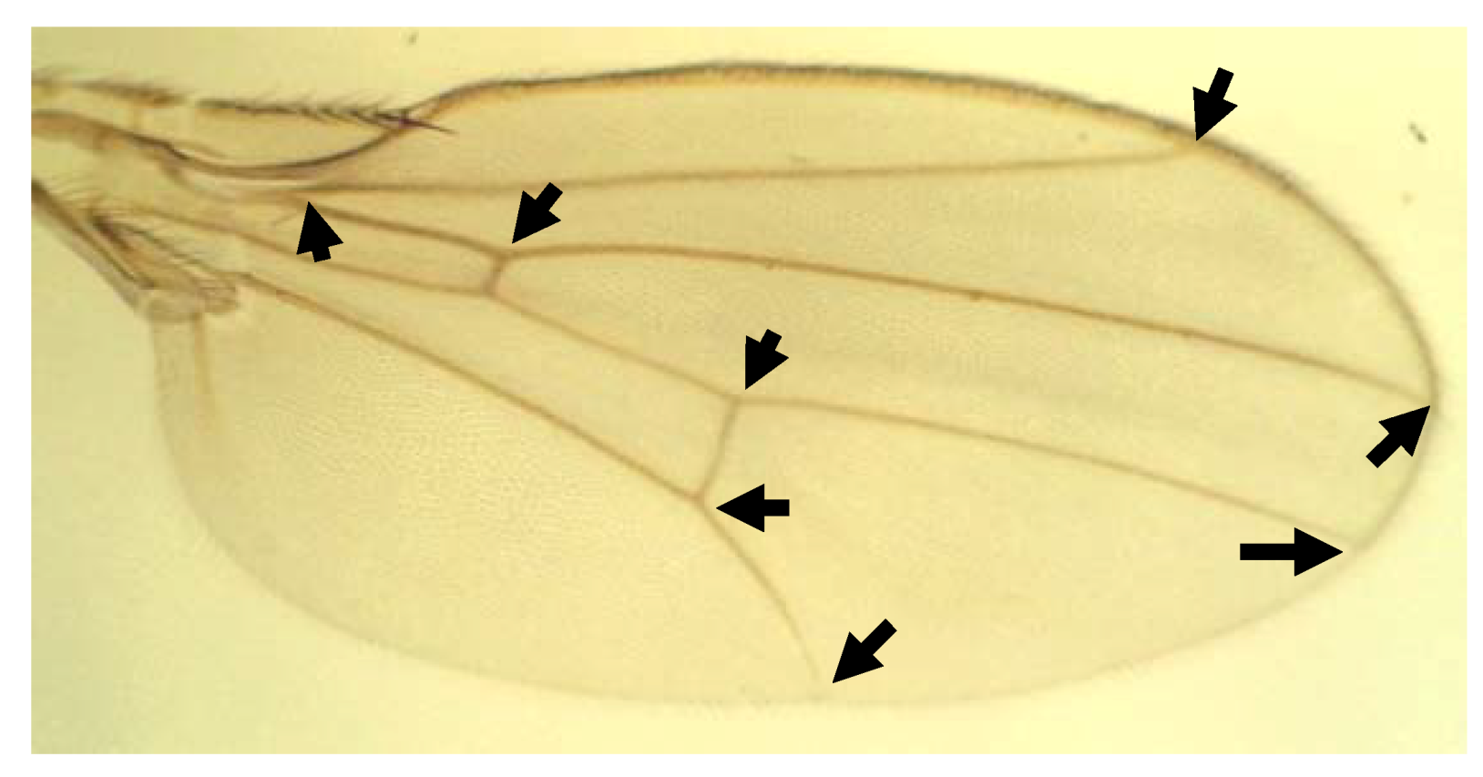 Symmetry 02 00466 g009