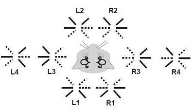 Symmetry Free Full Text Symmetries Of The Central Vestibular System Forming Movements For Gravity And A Three Dimensional World Html<script async src=