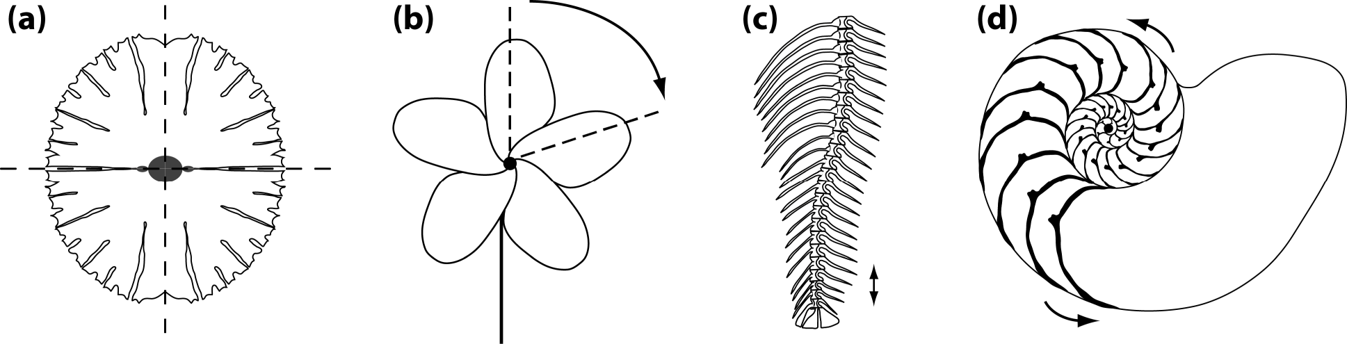 A) Inflorescences and (B) displacement of the anther crest (arrow) in