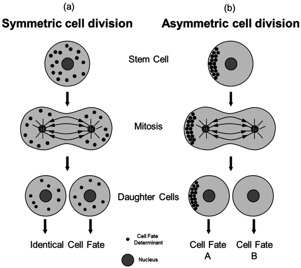 Concise Review: Asymmetric Cell Divisions in Stem Cell Biology Biology Diagrams