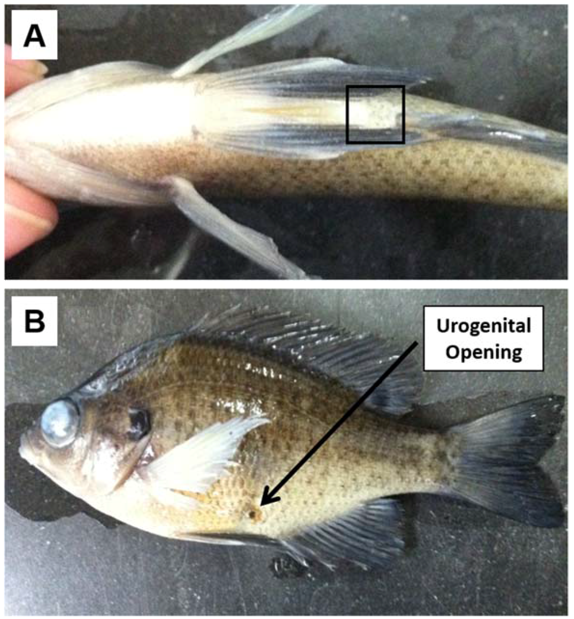 Symmetry 08 00124 g008 550