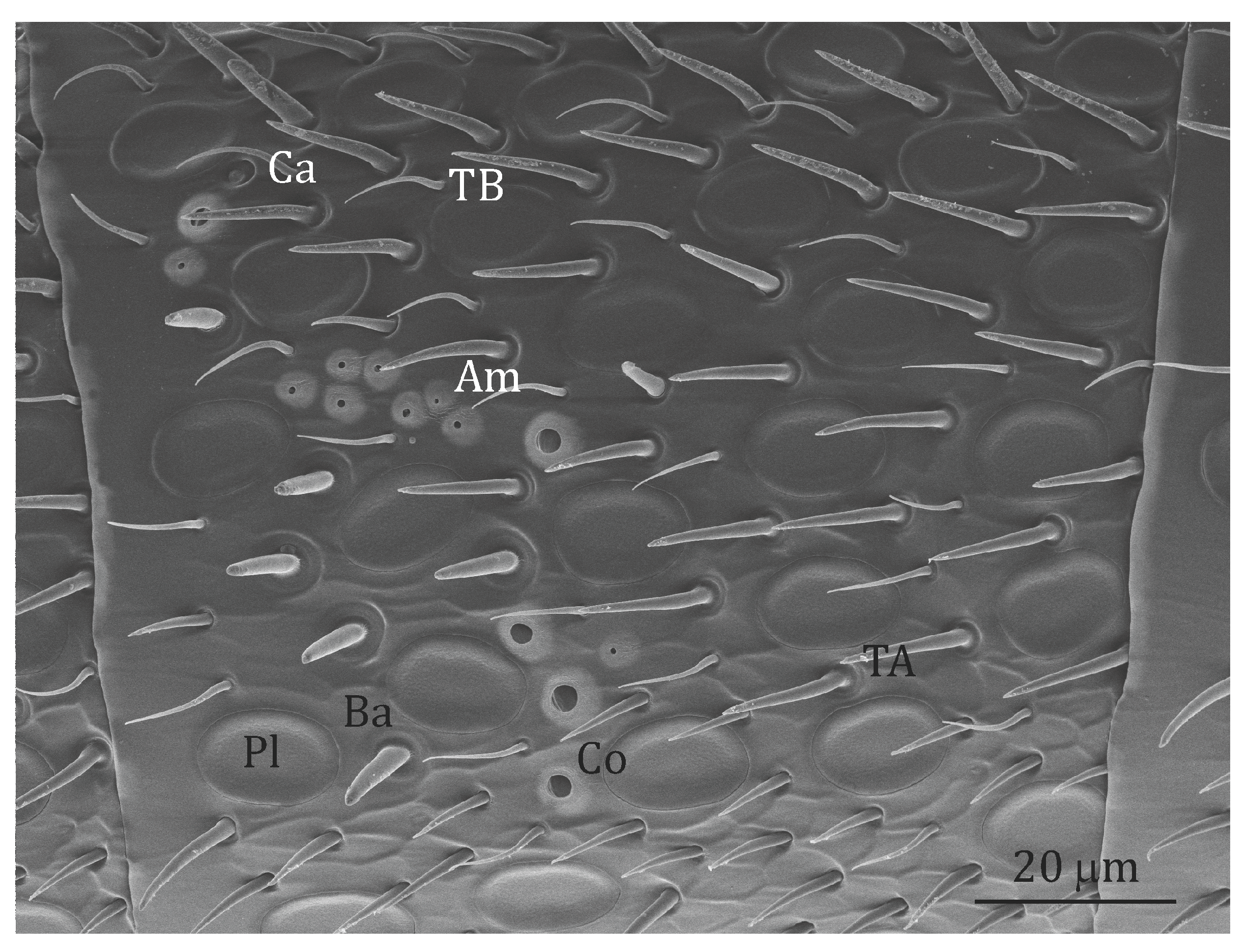 Symmetry 09 00135 g001 550