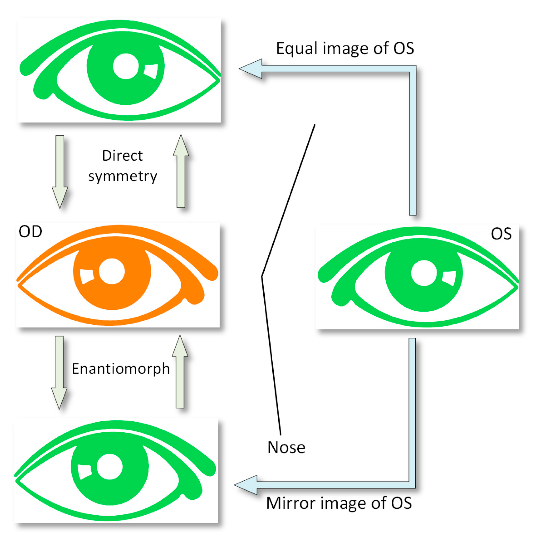 os od which is right and left