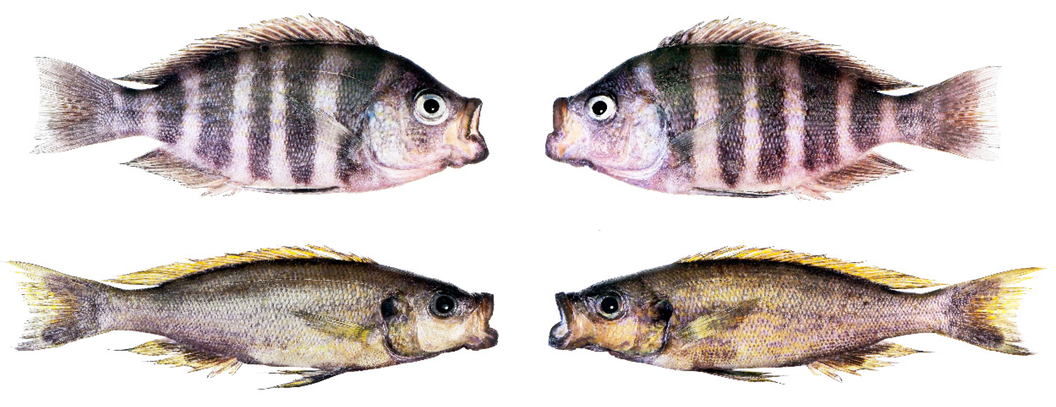 Symmetry 11 00119 g001 Symmetry 11 00119 g001