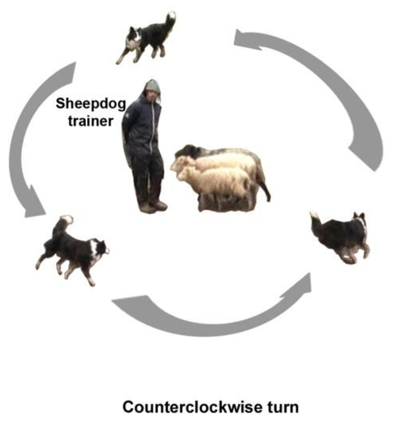 Symmetry | Free Full-Text | Relationship between Motor Laterality and  Aggressive Behavior in Sheepdogs