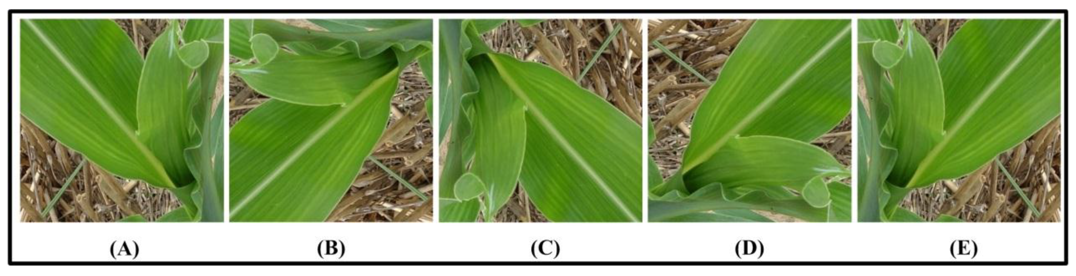 Symmetry 11 00533 g003