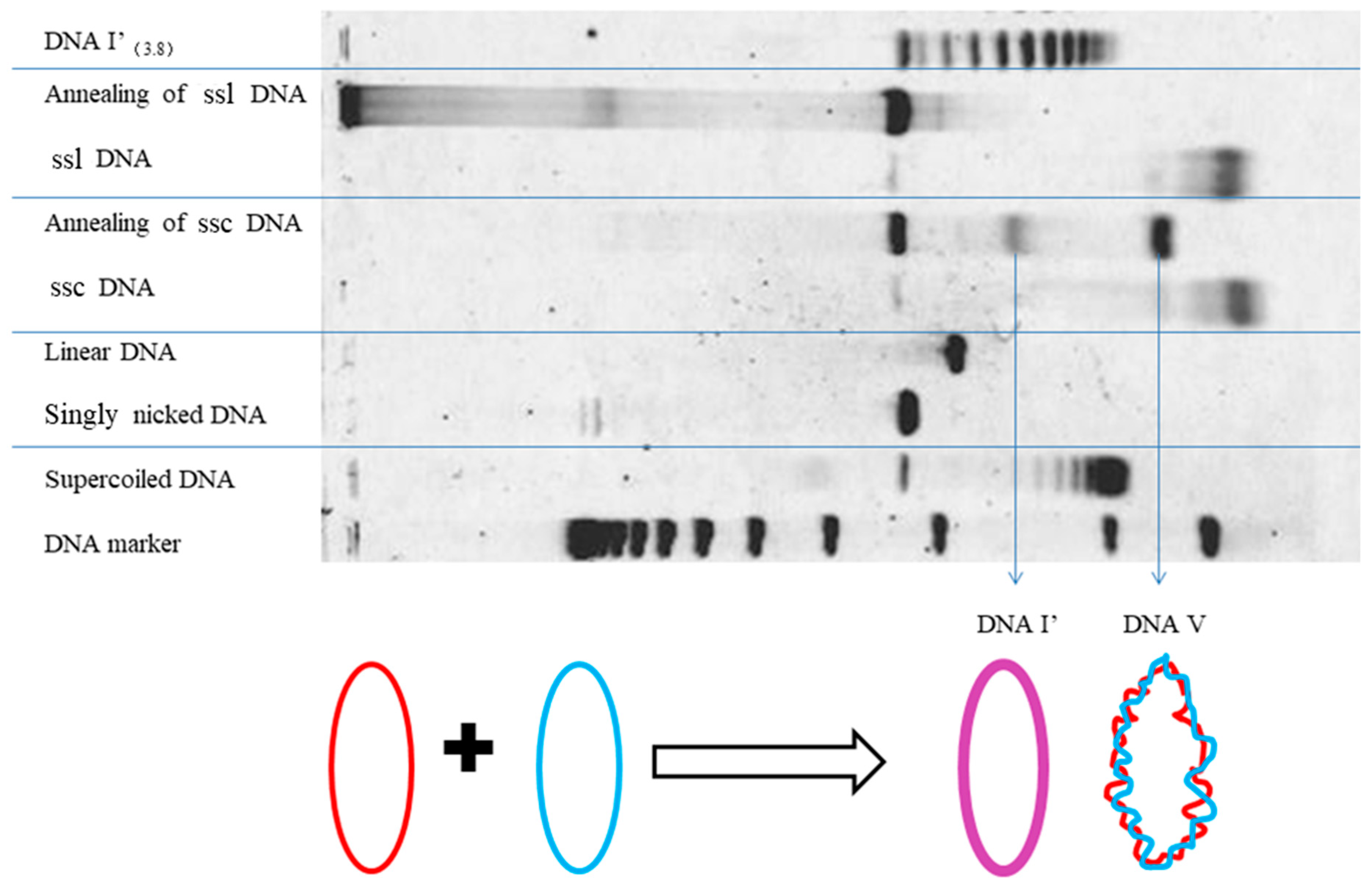 Symmetry 11 01445 g002