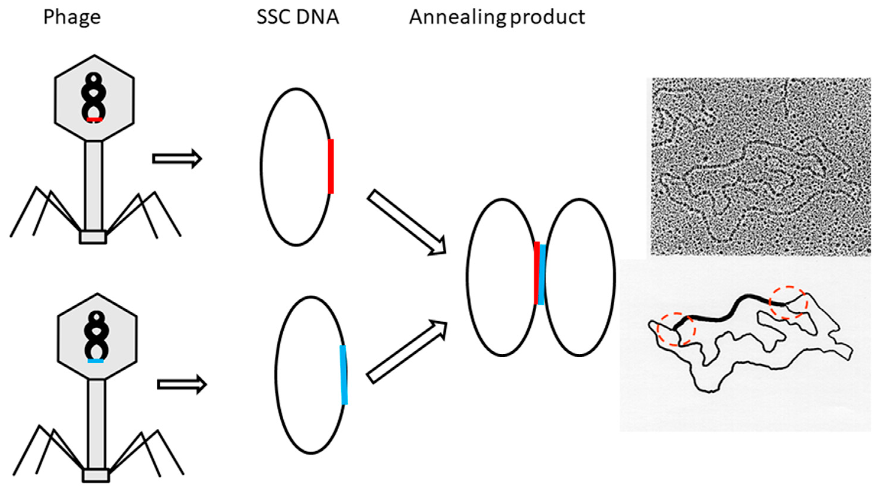 Symmetry 11 01445 g003