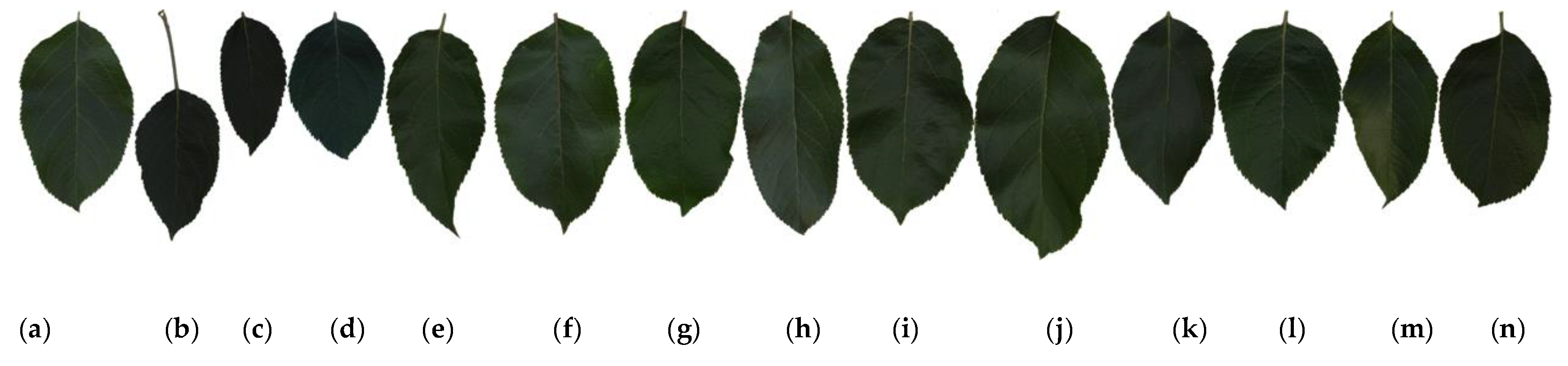 Symmetry 12 00217 g001
