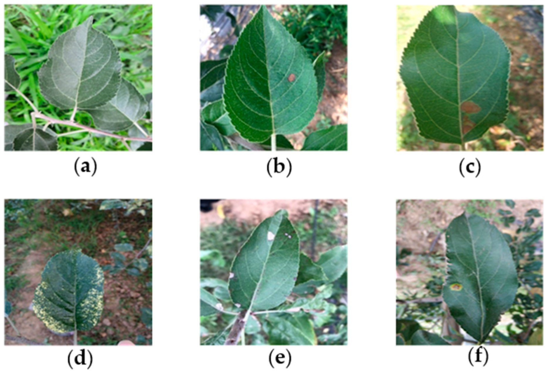 Apple tree leaves discount