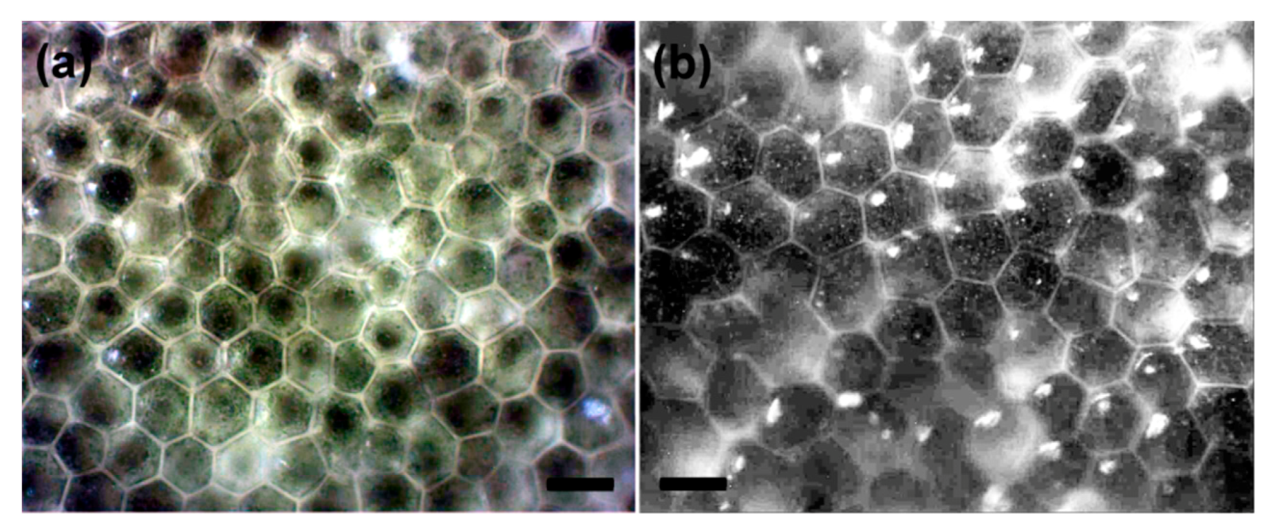 Symmetry 12 01271 g002 Symmetry 12 01271 g002