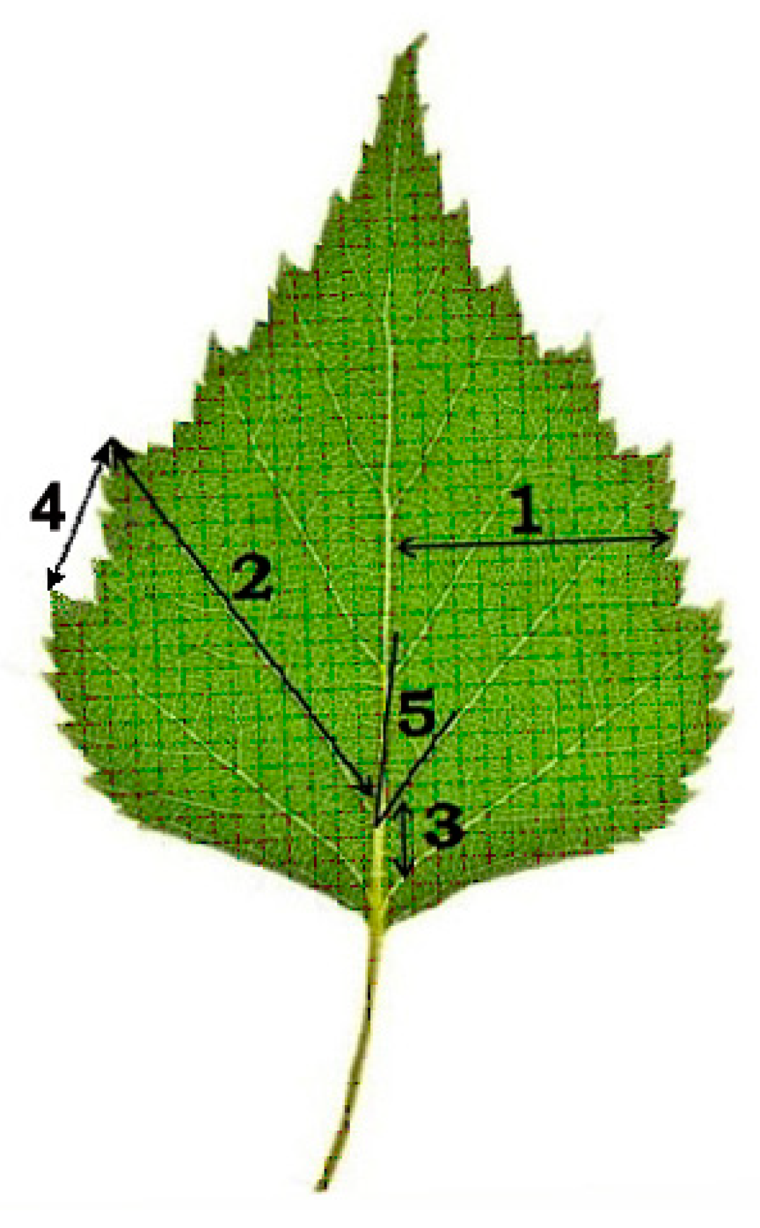 Symmetry 12 01317 g002