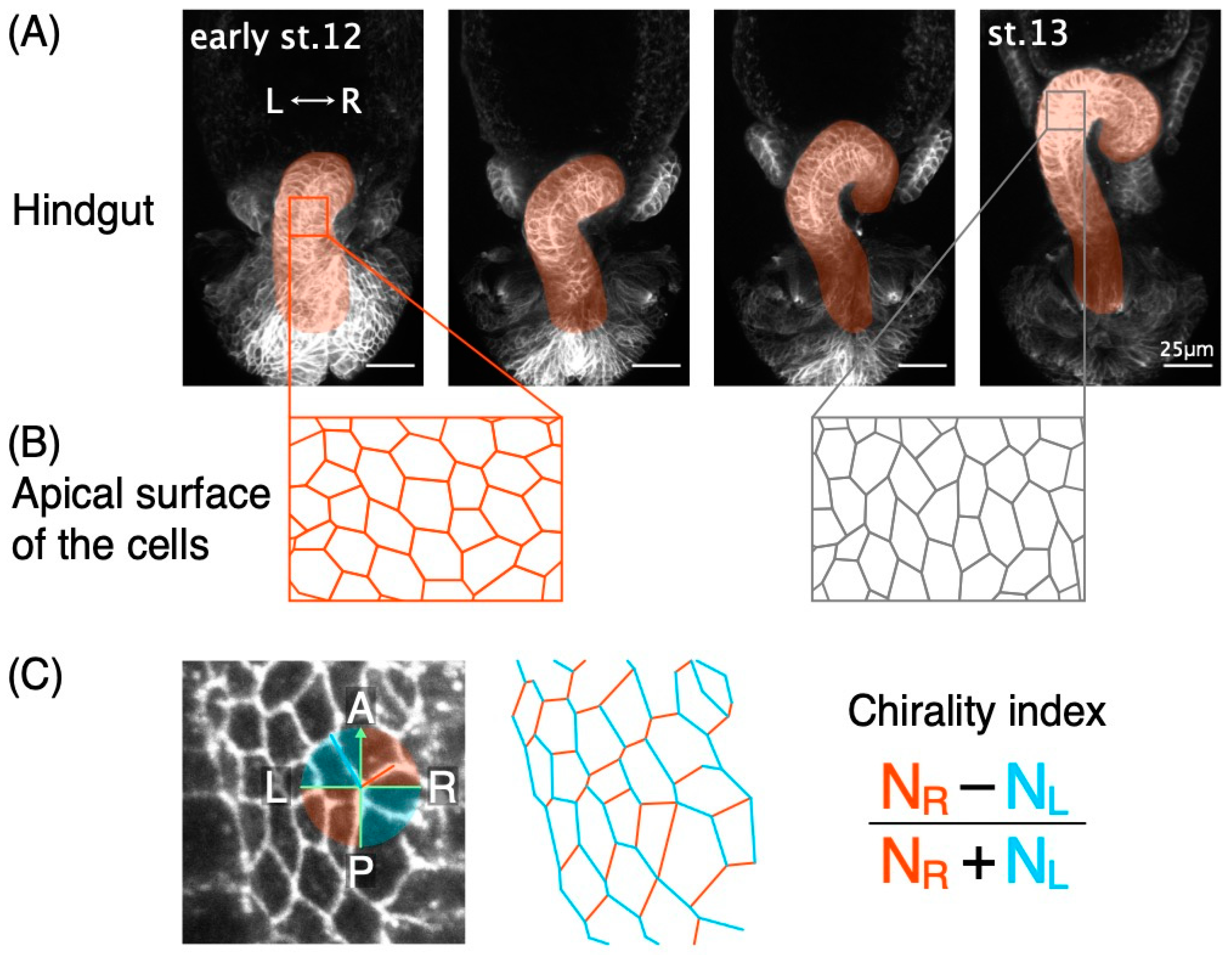 Symmetry 12 01991 g001 Symmetry 12 01991 g001
