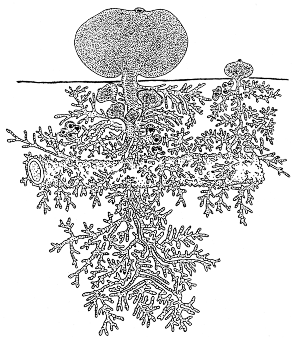 Symmetry 13 00160 g003