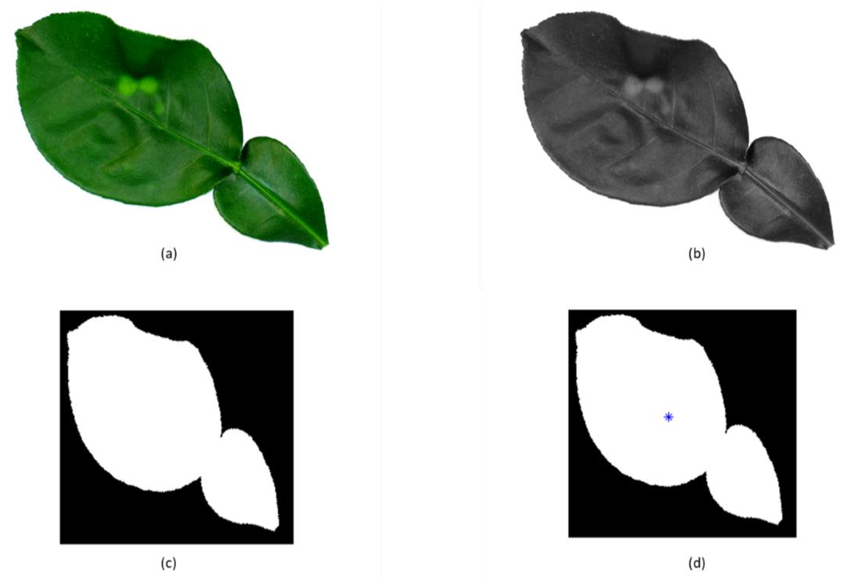 Plant Recognition Using Morphological Feature Extraction and Transfer ...