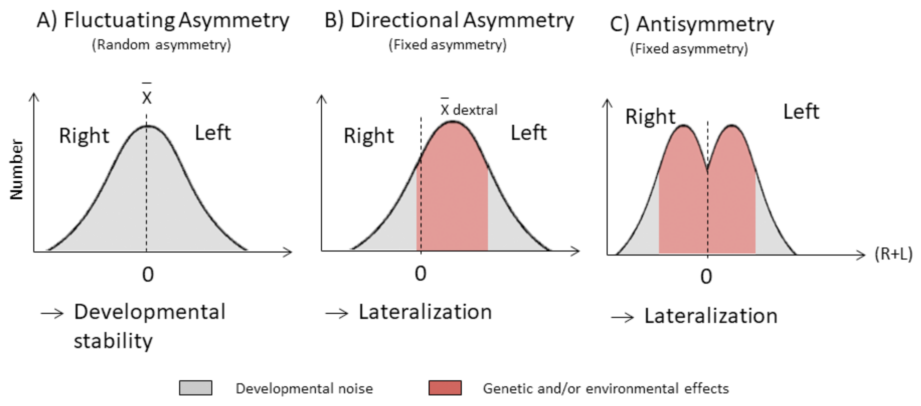 Symmetry Free Full Text Directional Bilateral Asymmetry In Fish Otolith A Potential Tool To Evaluate Stock Boundaries Html