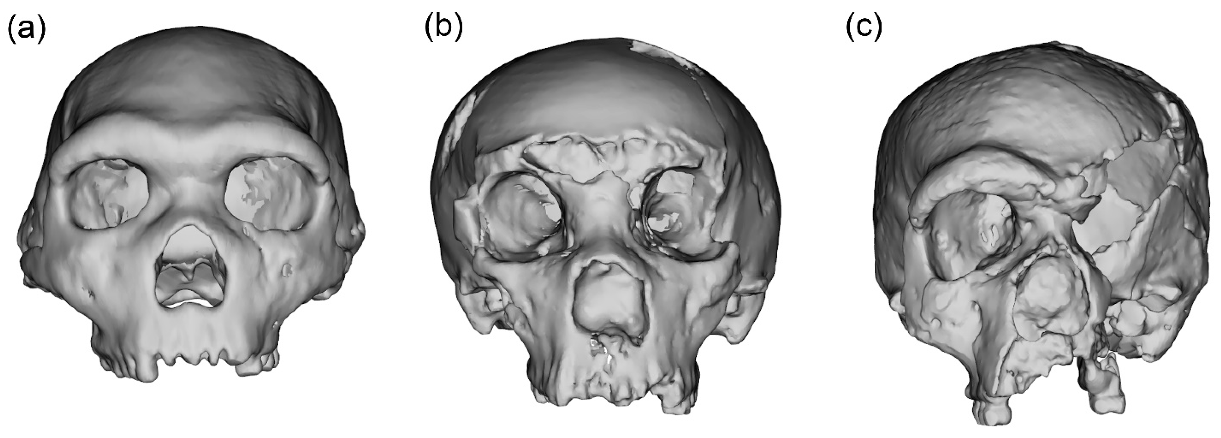 A Skull Bone Discovered in Greece May Alter the Story of Human Prehistory -  The New York Times