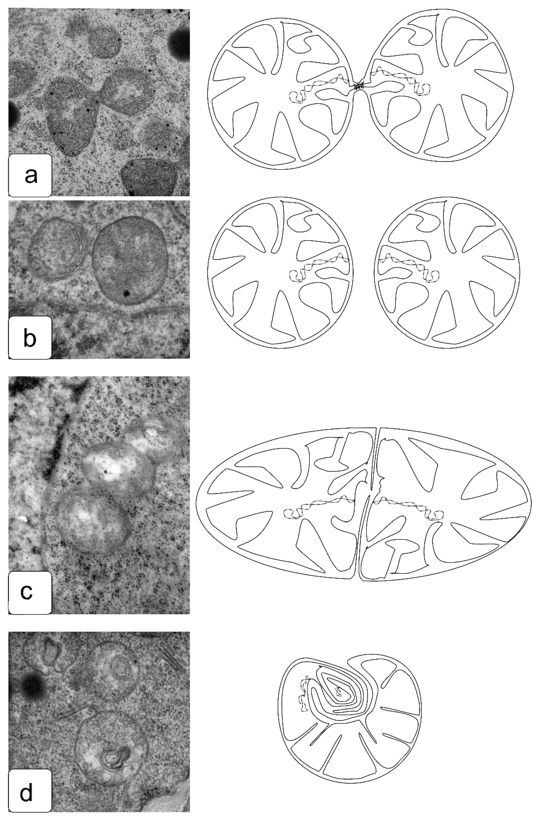 Symmetry 13 01811 g011 550