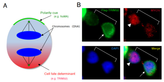 絵画 cell division Cell division, 3D-structured micrograph - Stock Image - C019