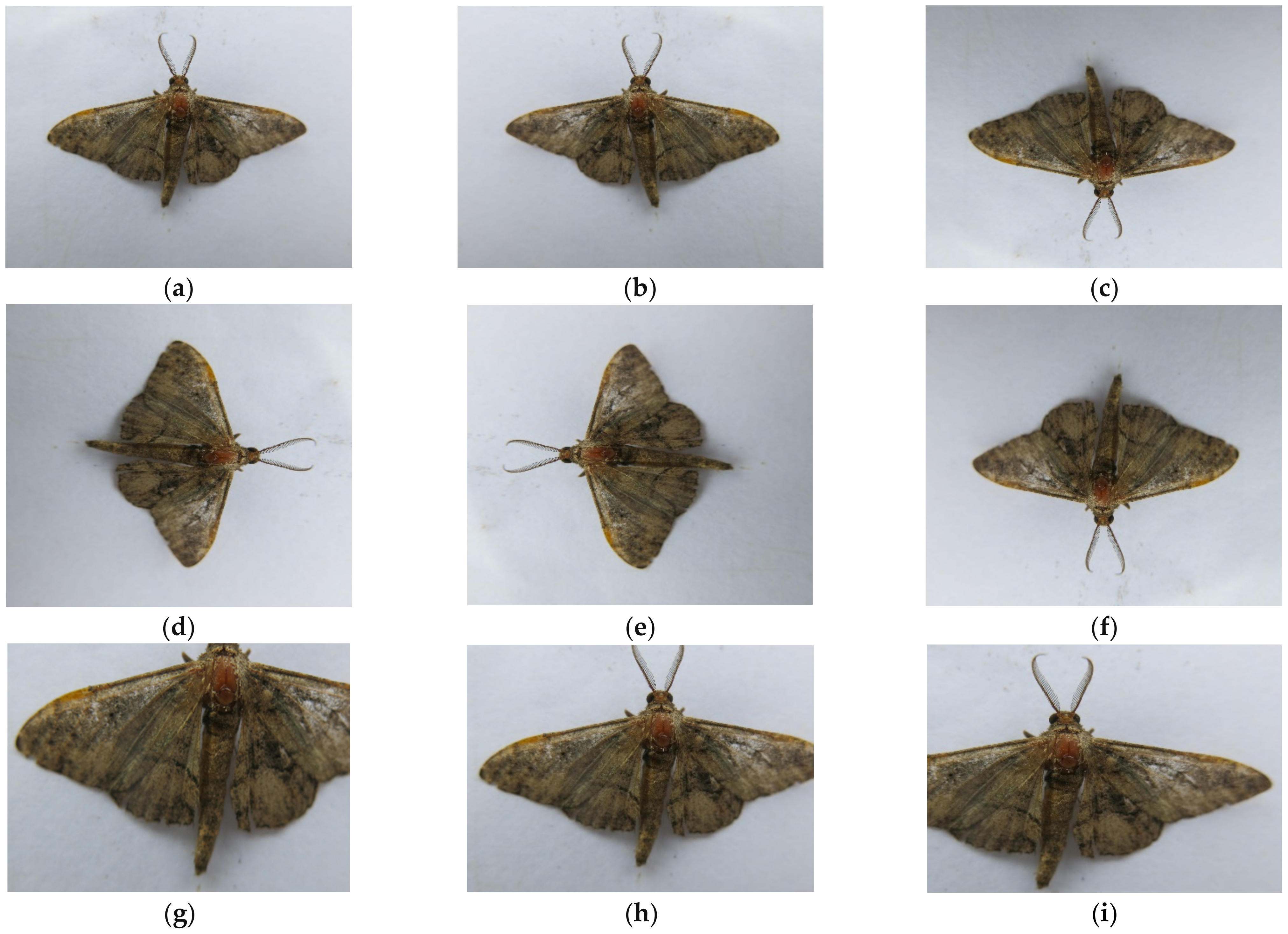 Symmetry 13 02140 g002 550