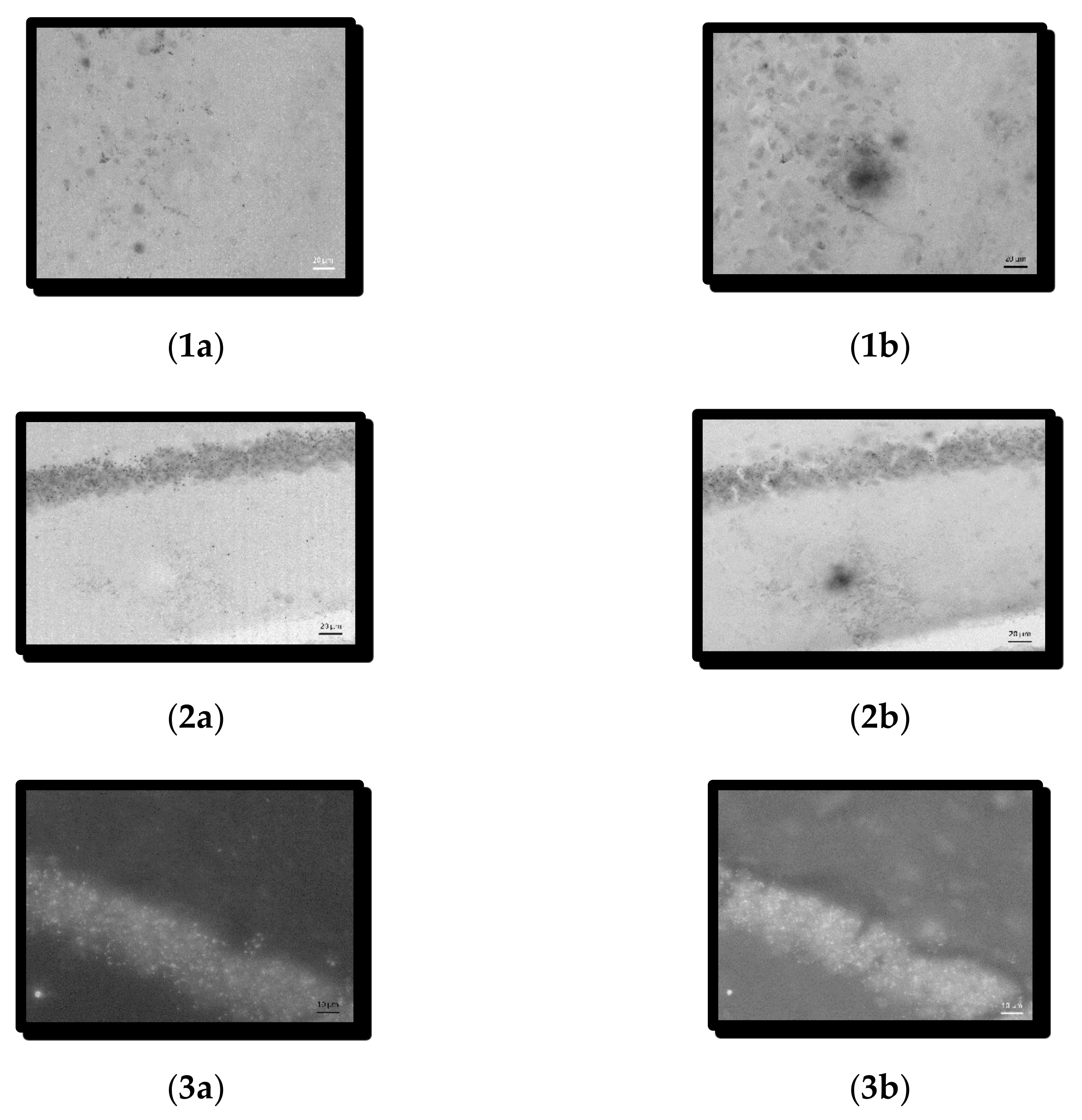Symmetry 14 00007 g009 550