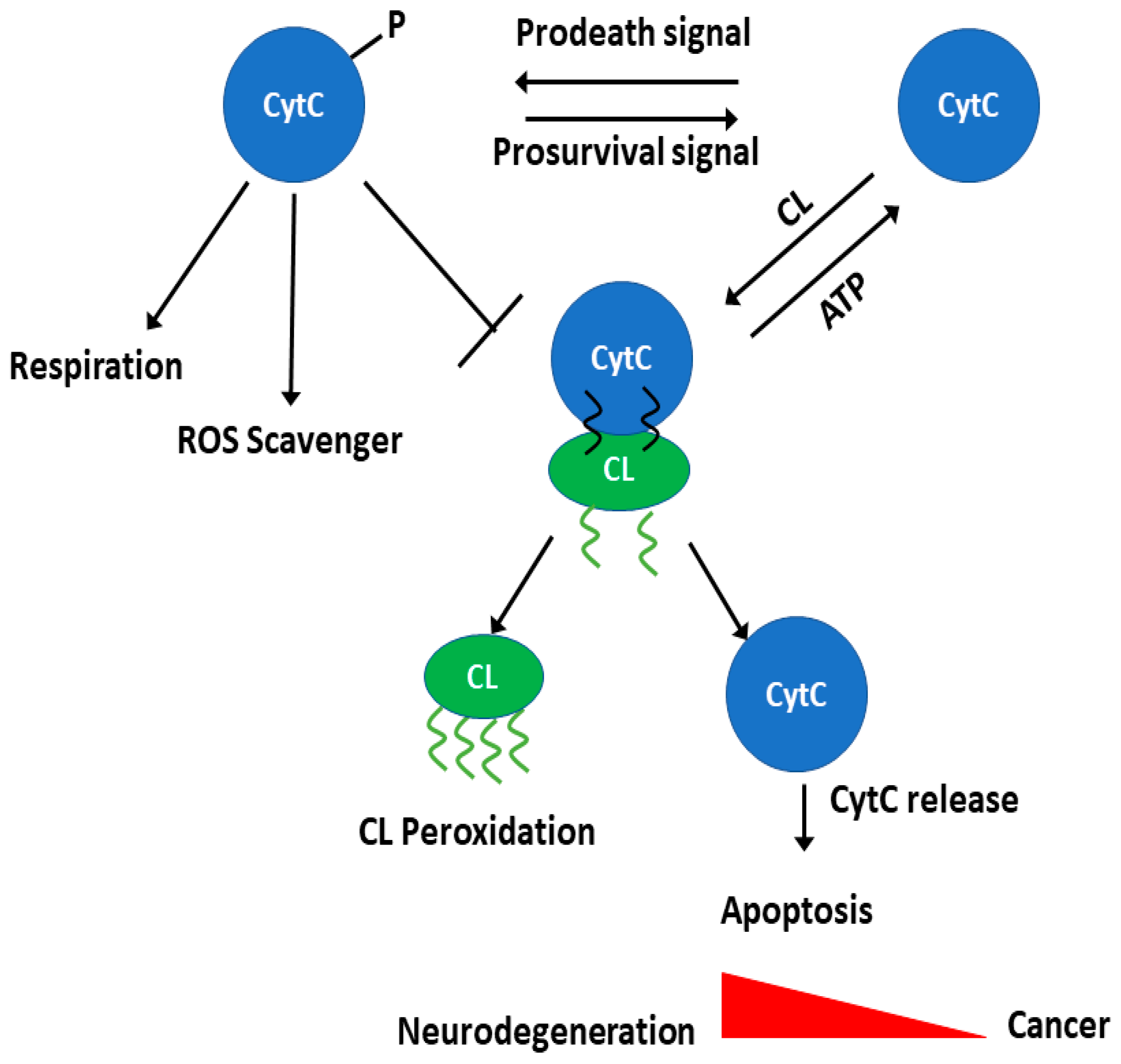 Symmetry | Free Full-Text | Cytochrome c Interaction with Cardiolipin ...
