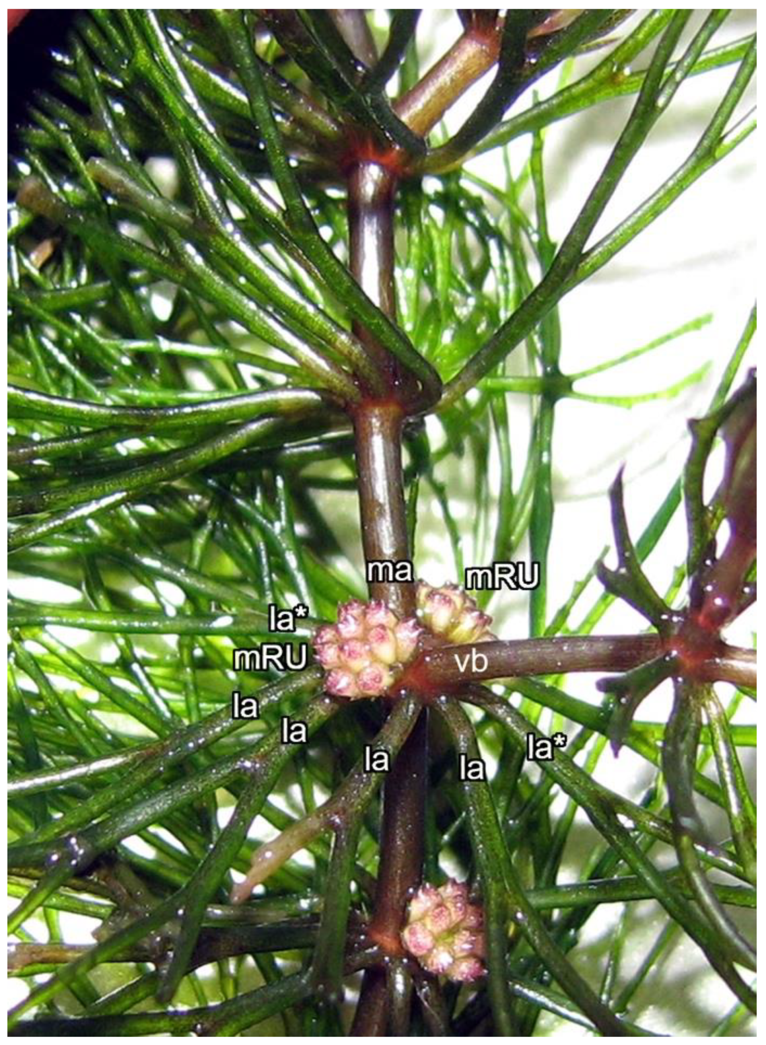 Symmetry 14 01288 g001