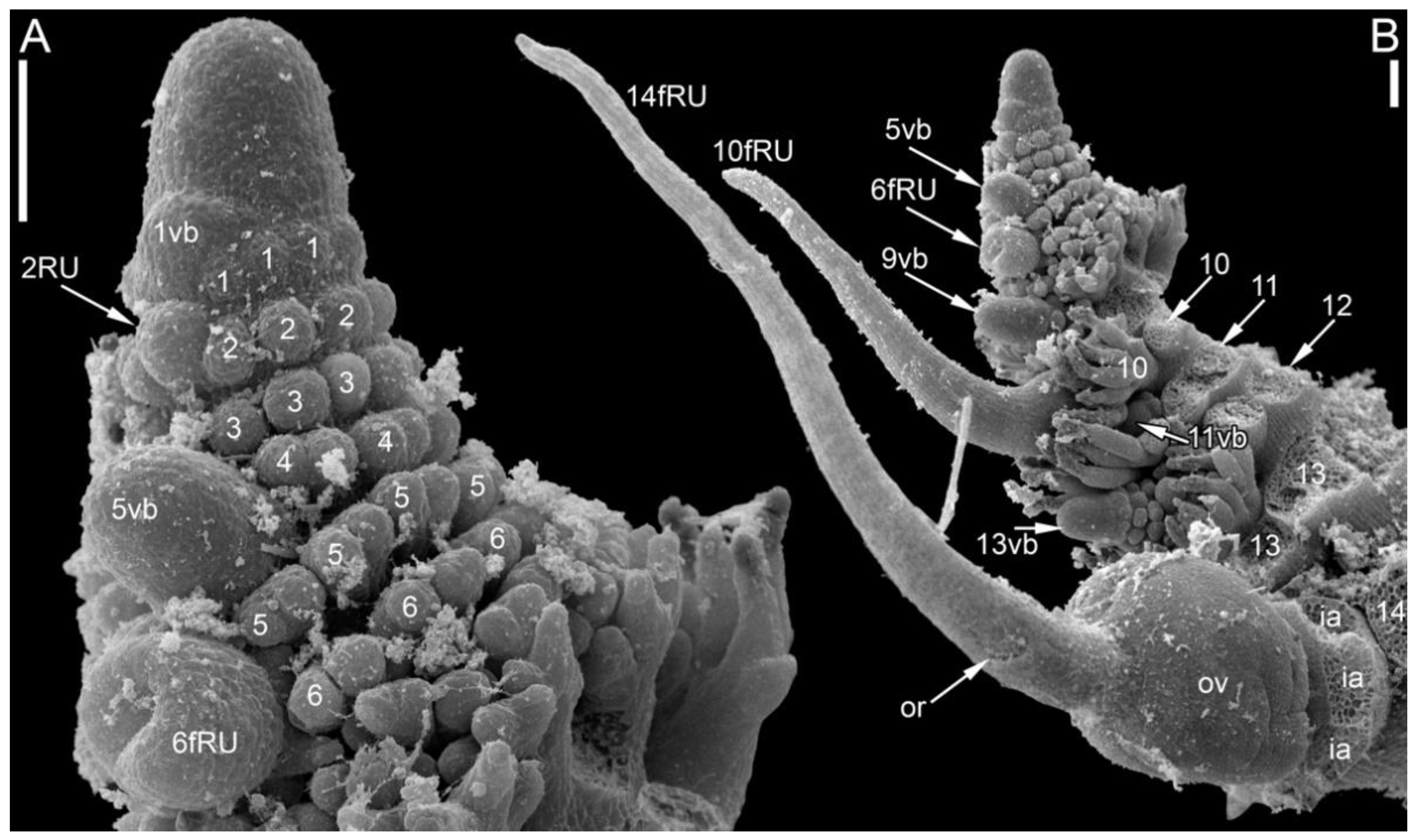 Symmetry 14 01288 g007