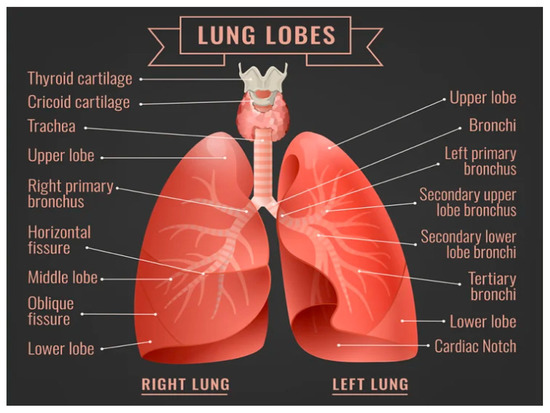 Machine Vision Approach for Diagnosing Tuberculosis (TB