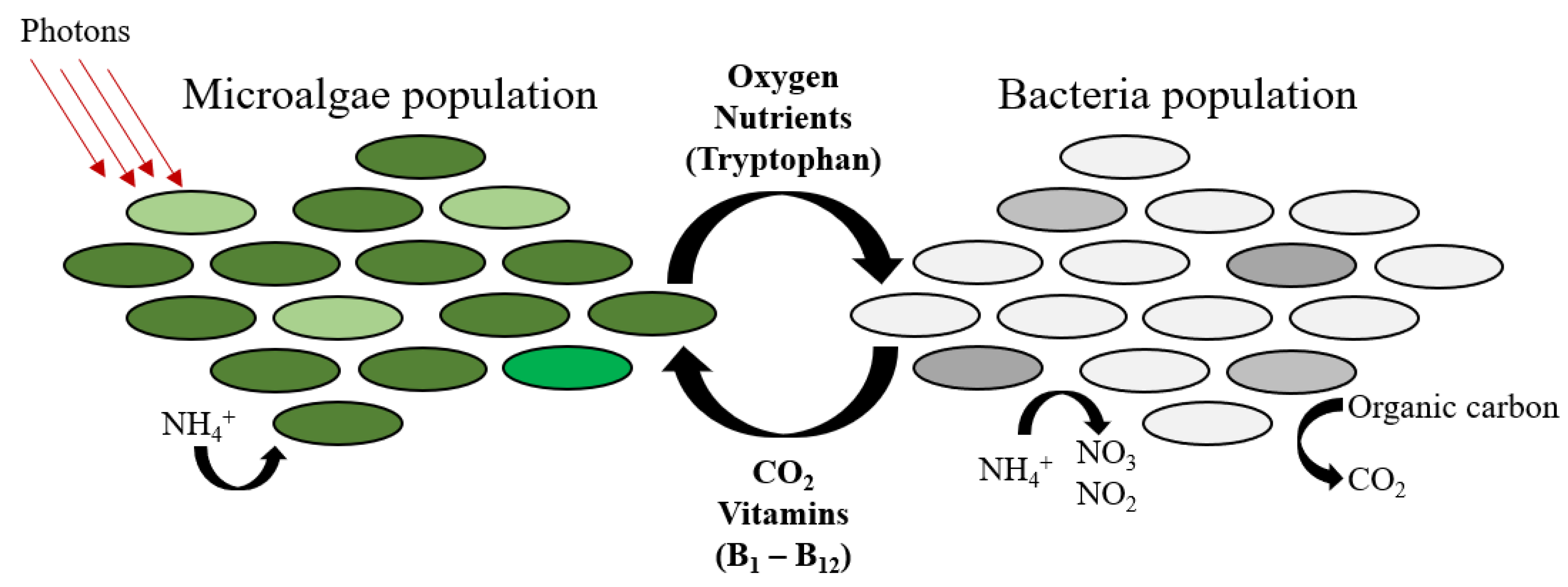 Symmetry Free FullText Wastewater Treatment Using Photosynthetic
