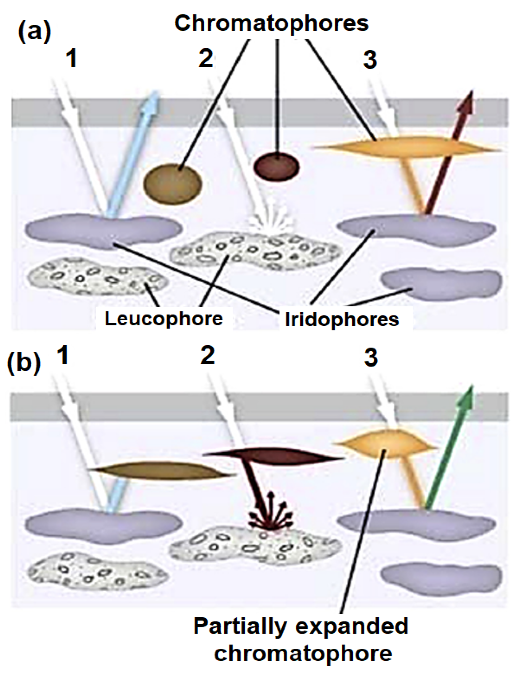 Symmetry 15 00764 g001