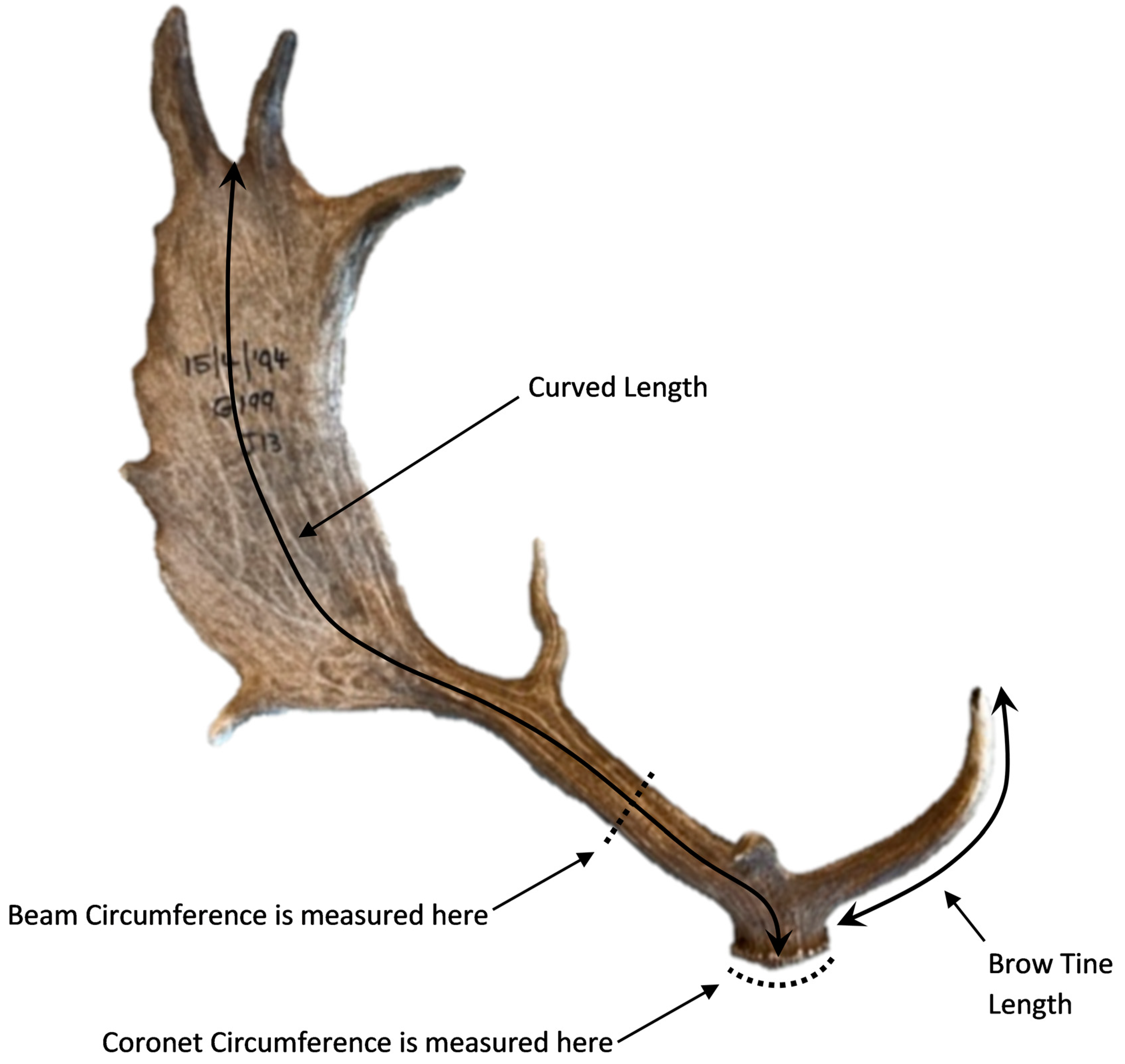Symmetry Free Full-Text Fluctuating Asymmetry of Fallow Deer Antlers Is Associated with Weapon Damage but Not Tactical Behaviour during Fights