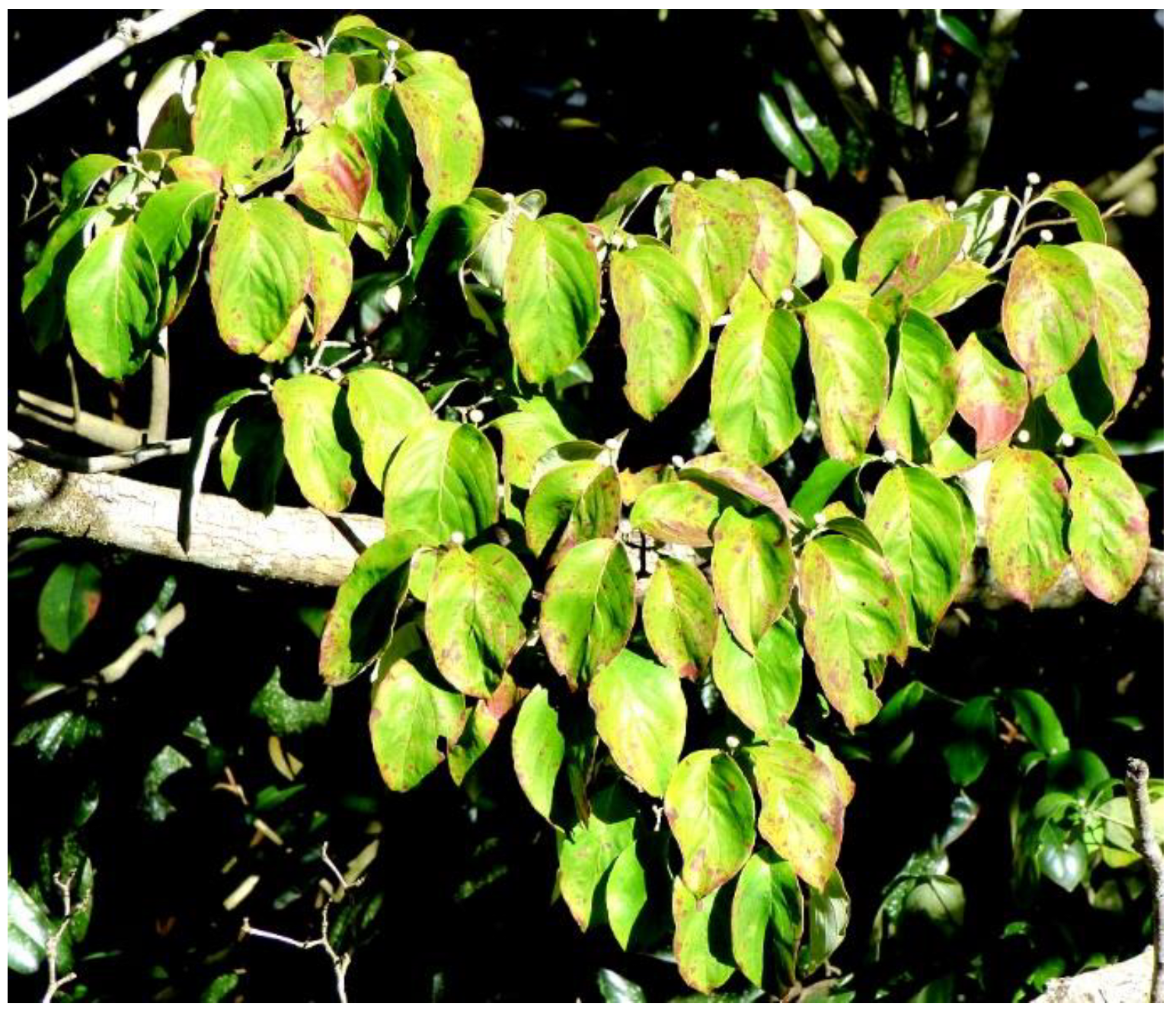 Symmetry 15 01198 g011