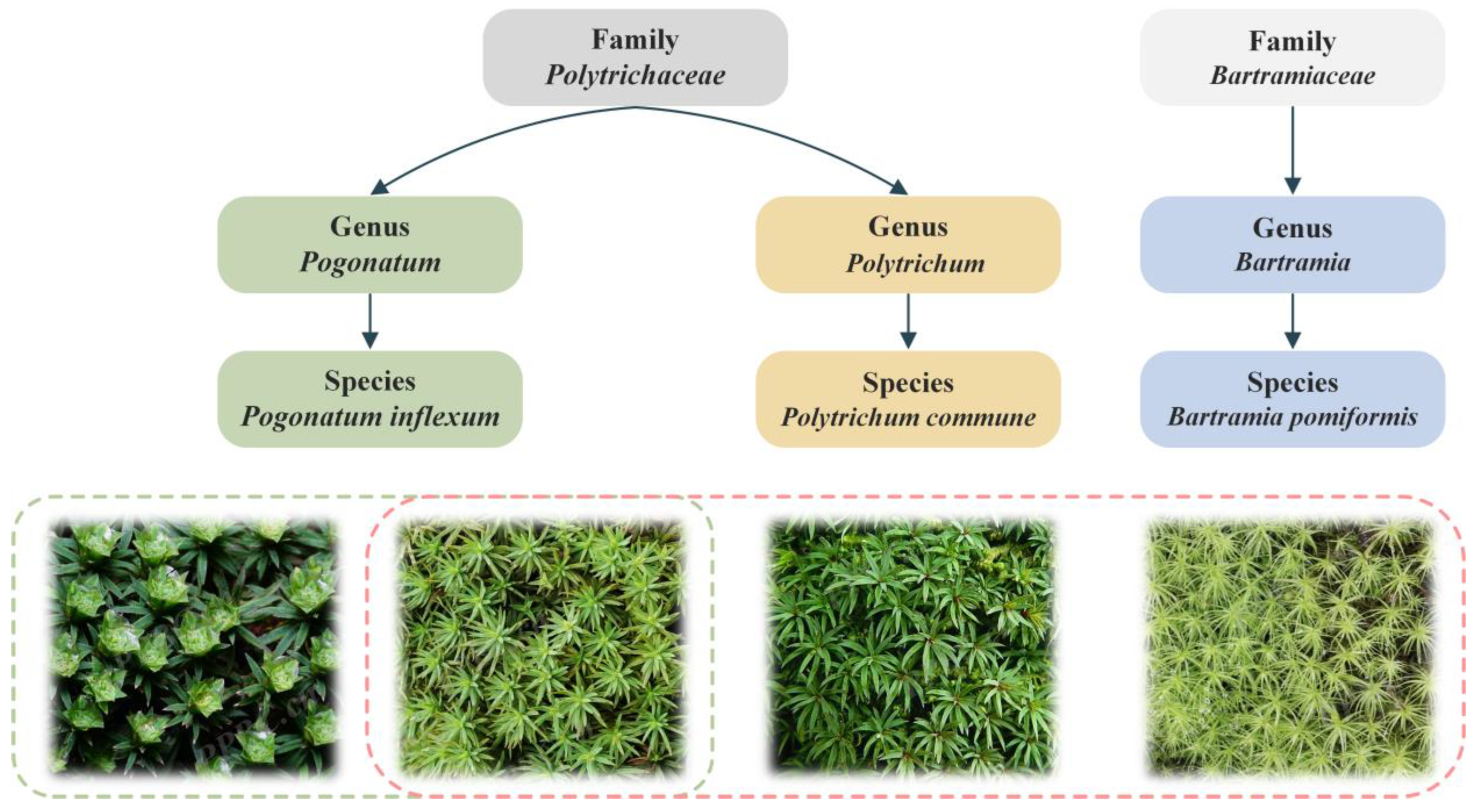 Symmetry 17 00347 g001
