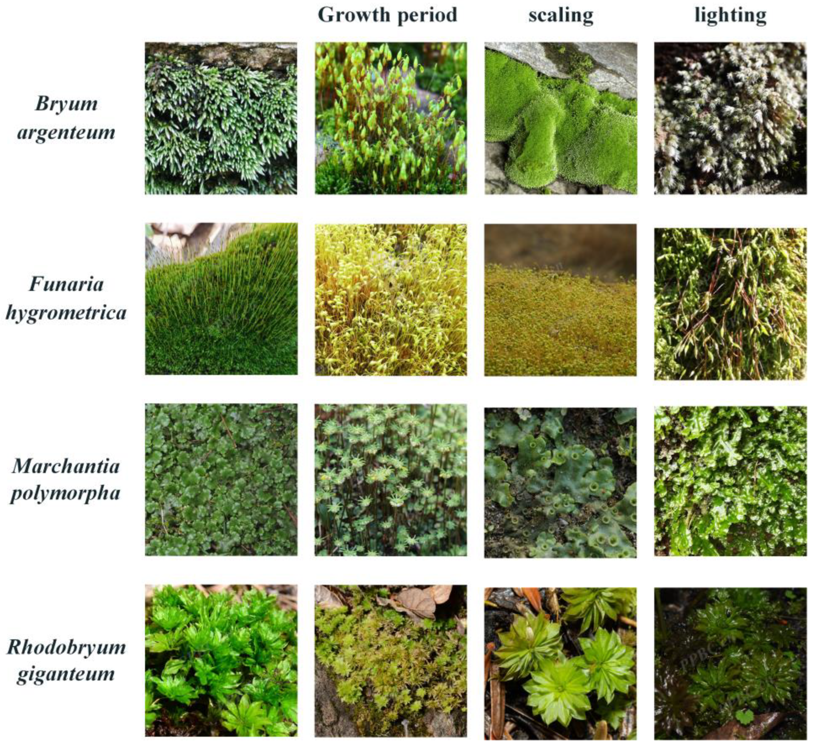 Symmetry 17 00347 g004