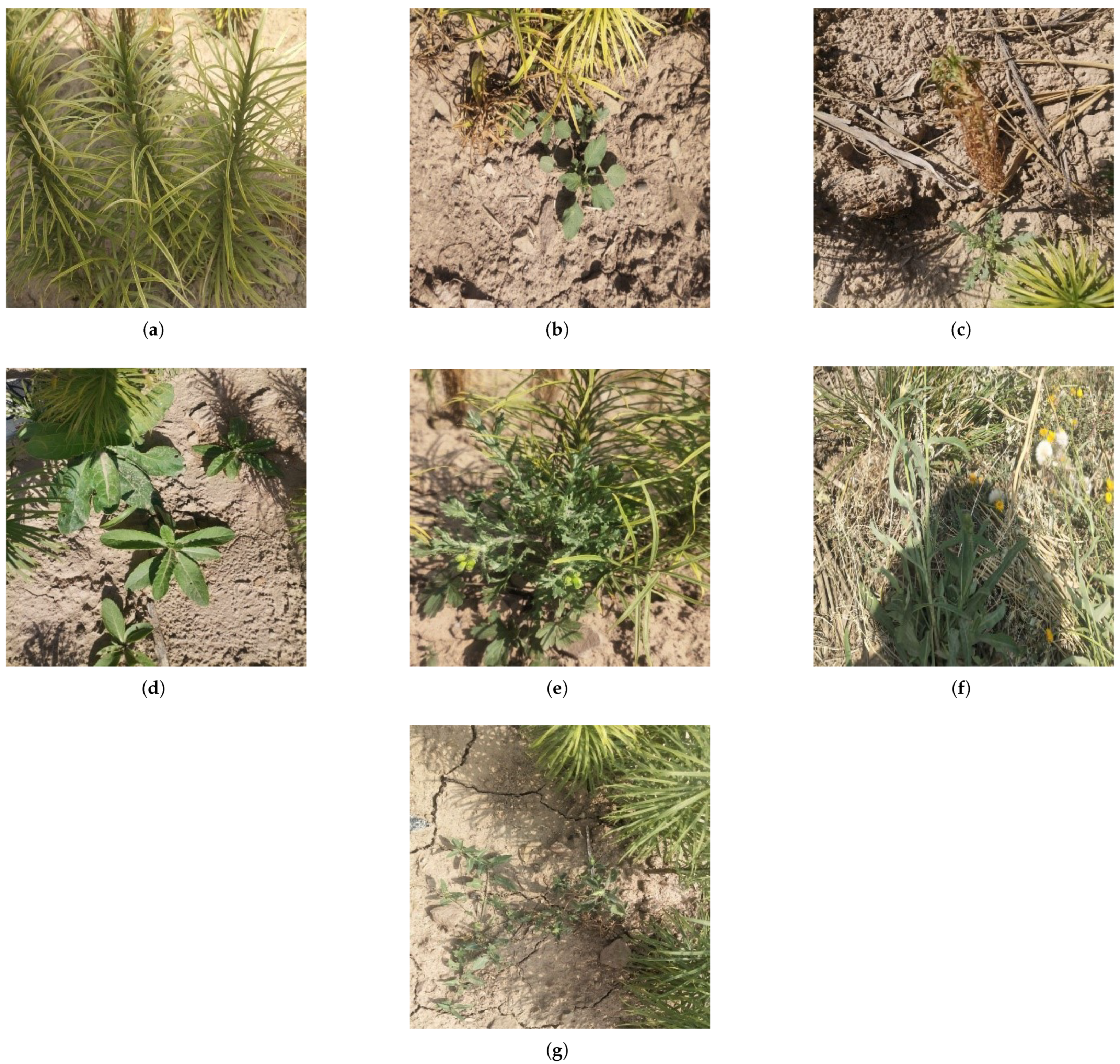 Symmetry 17 00370 g001