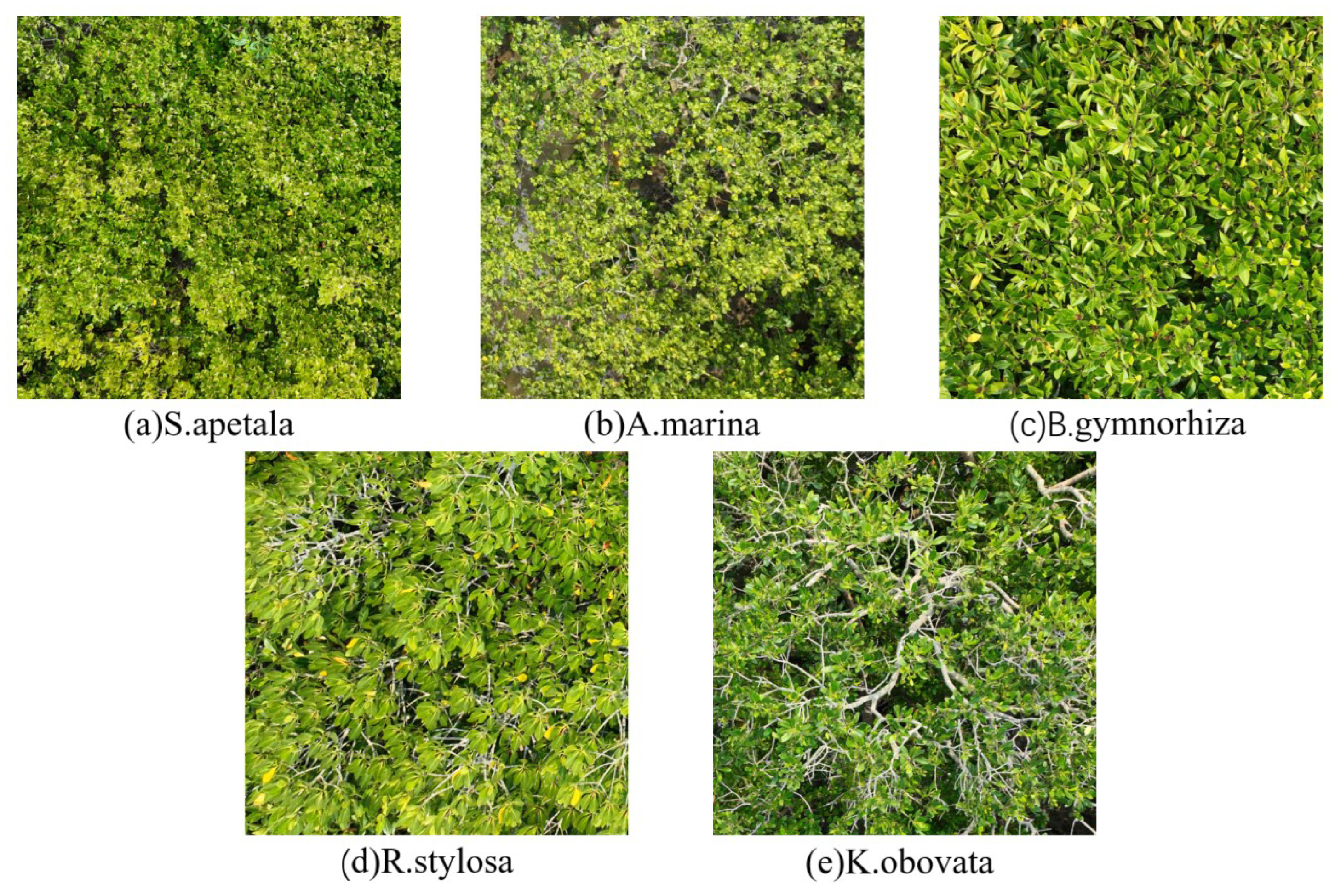 Symmetry 17 00461 g002