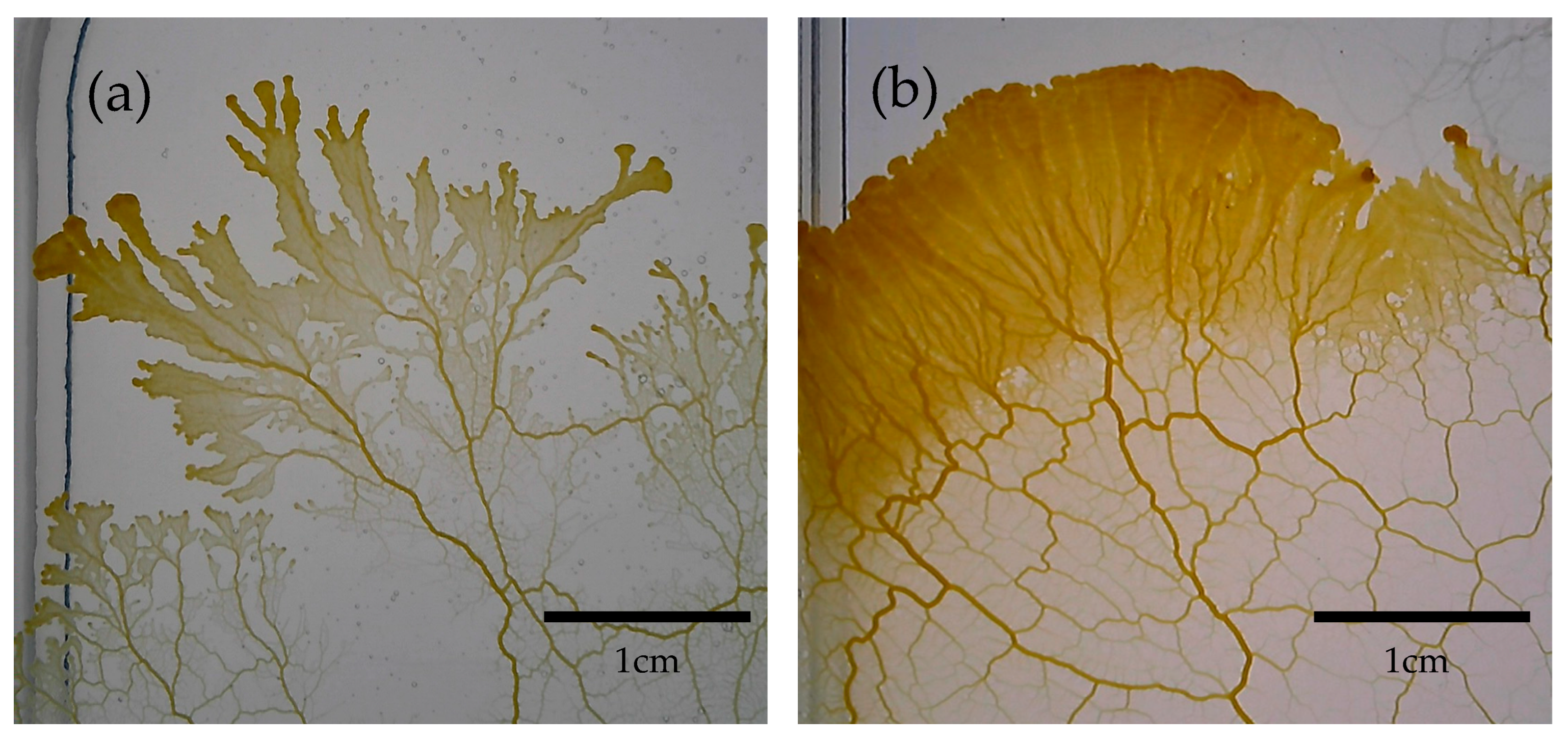 Symmetry 17 00756 g001 Symmetry 17 00756 g001