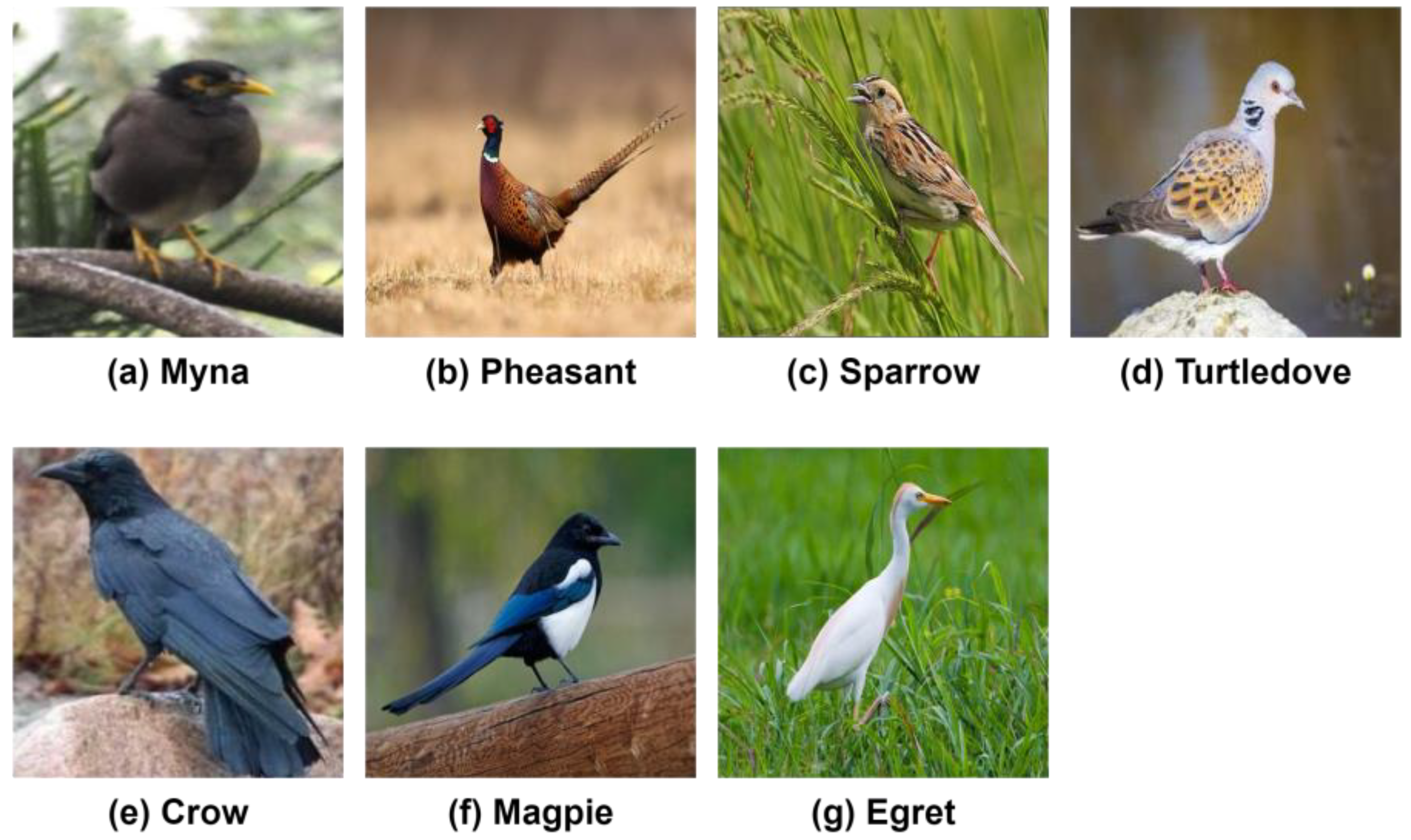 Symmetry 17 01210 g001