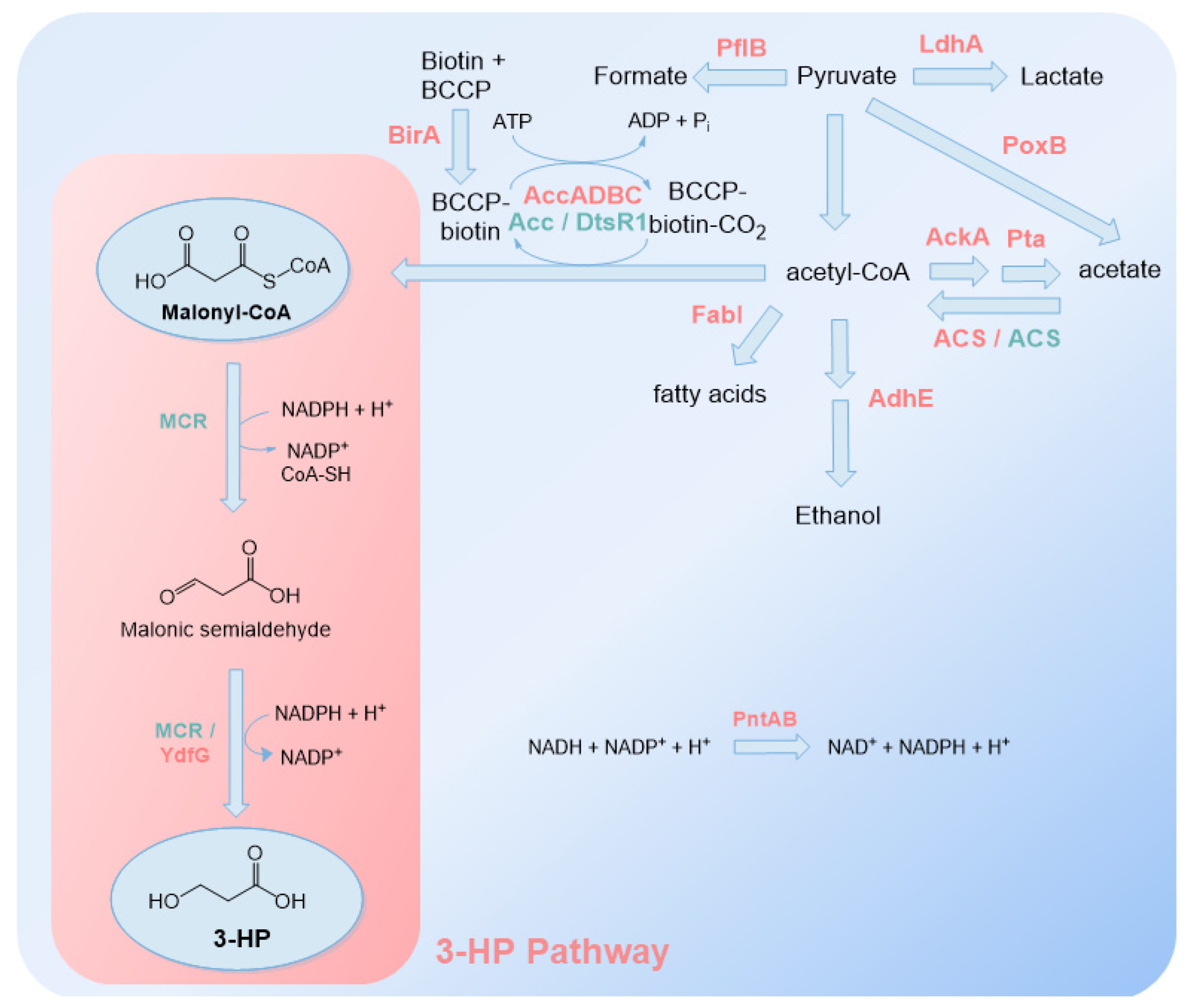 Synbio 01 00002 g005