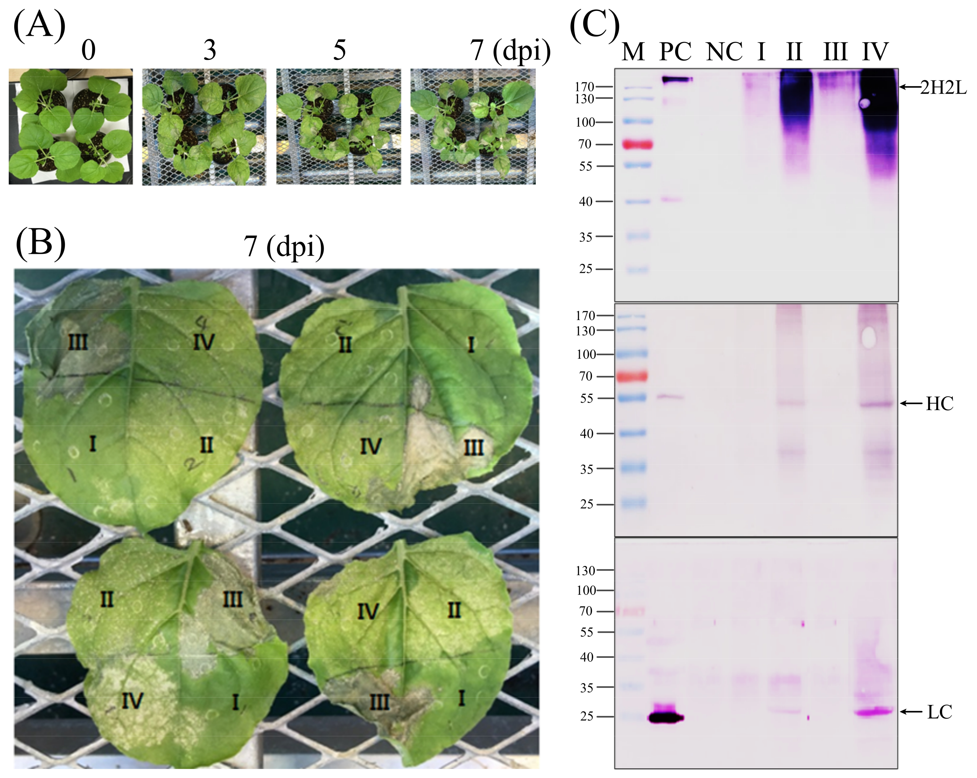 Synbio 01 00008 g002