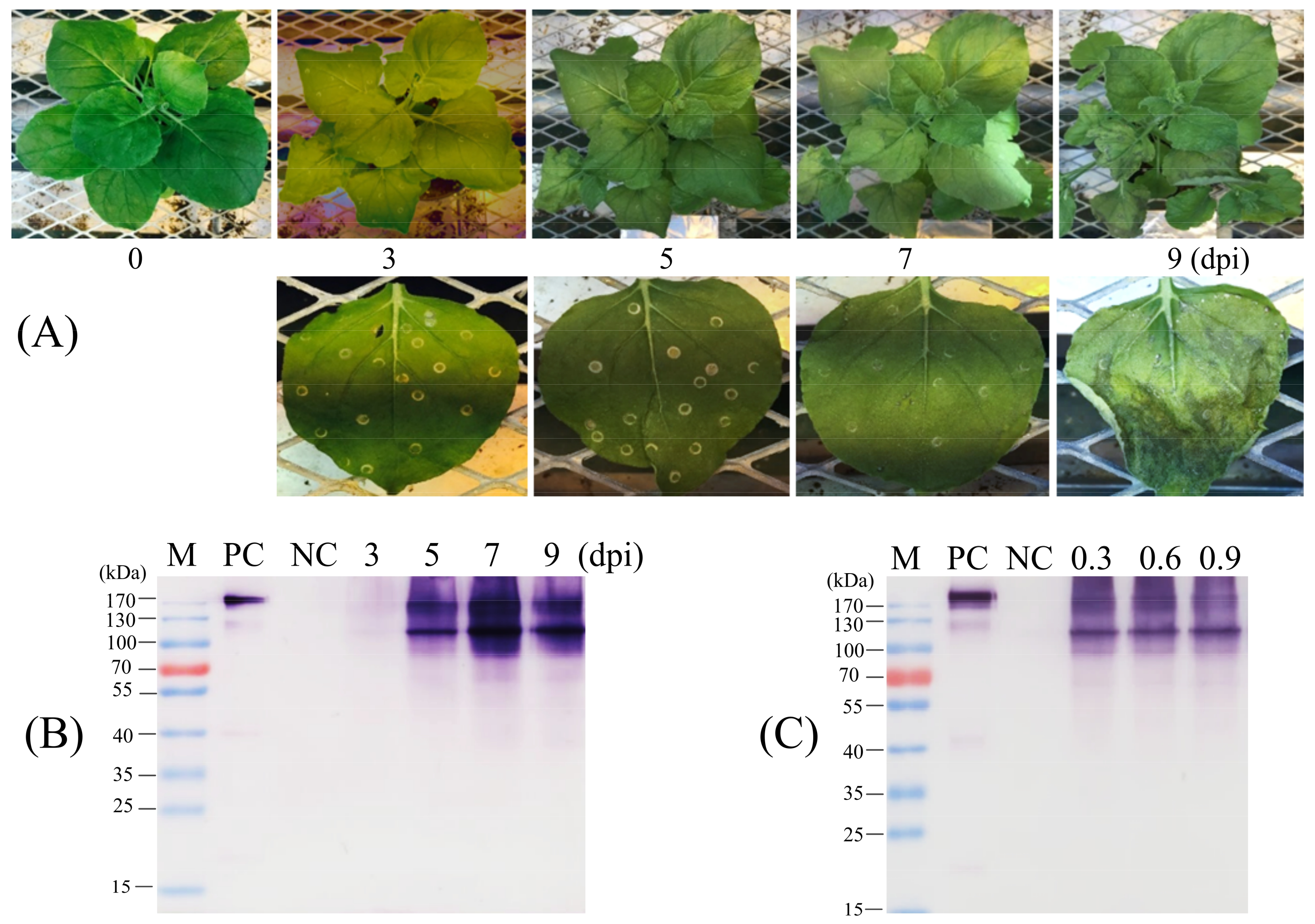 Synbio 01 00008 g003