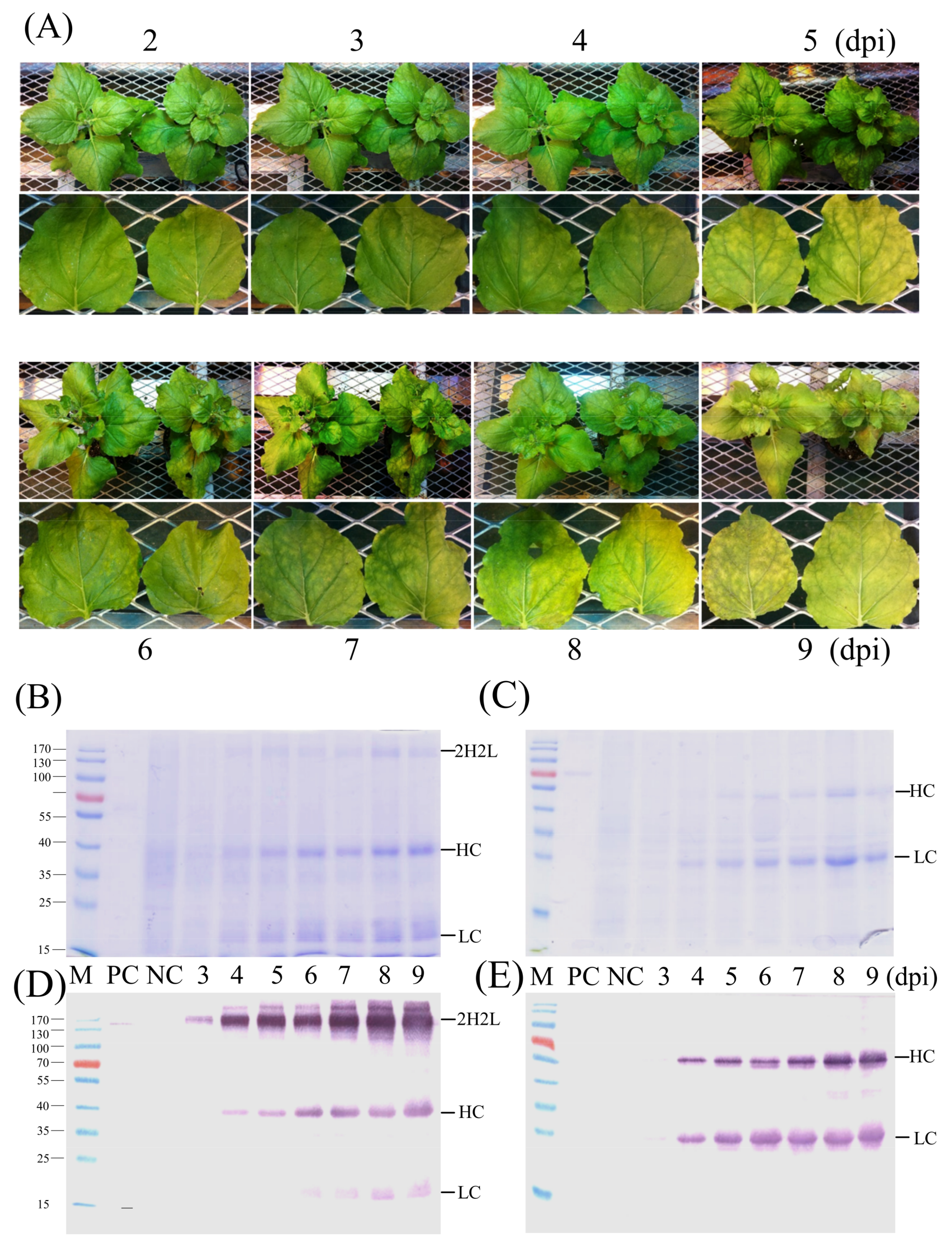 Synbio 01 00008 g004